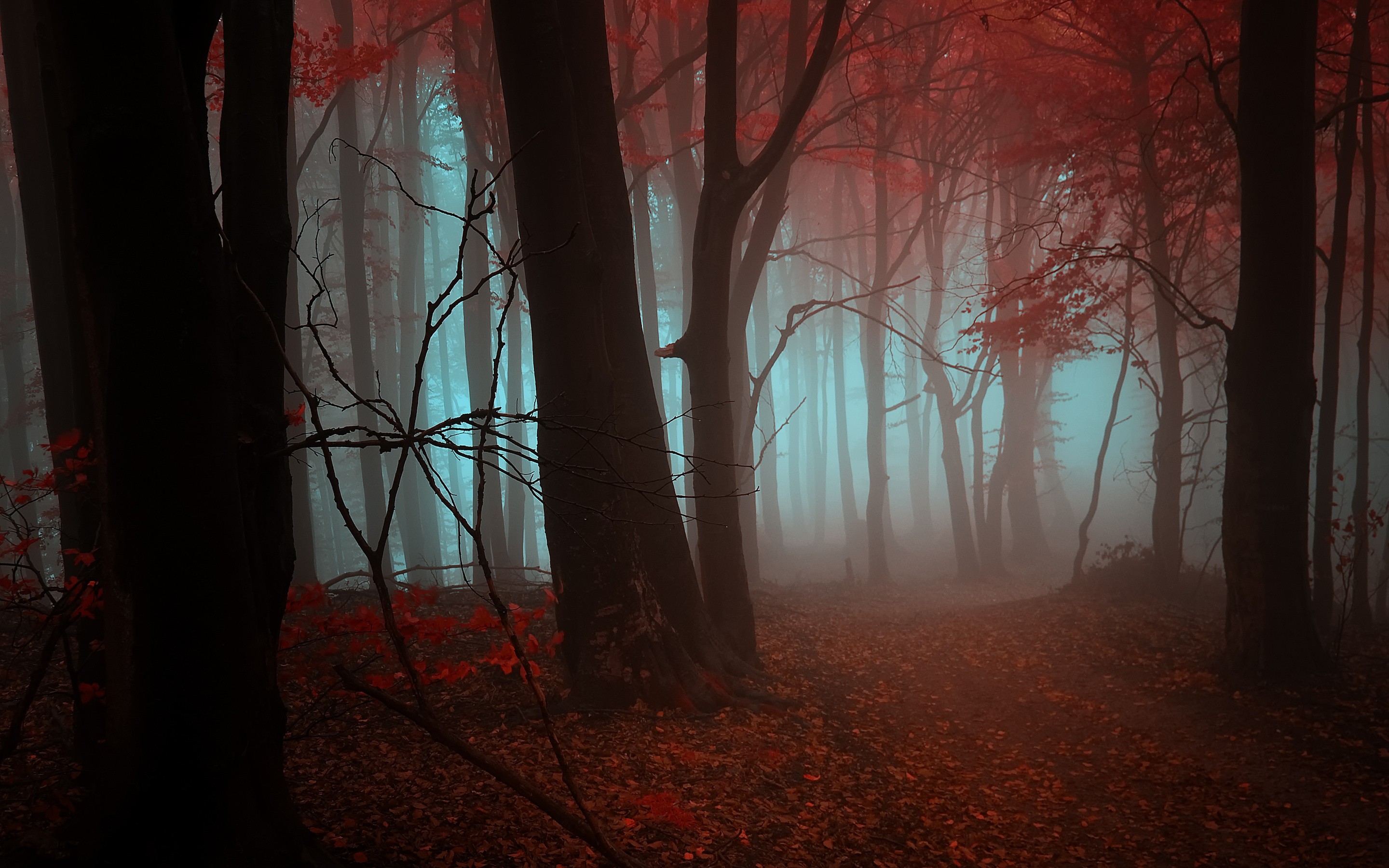 General 2880x1800 nature trees fall forest red mist path deep forest