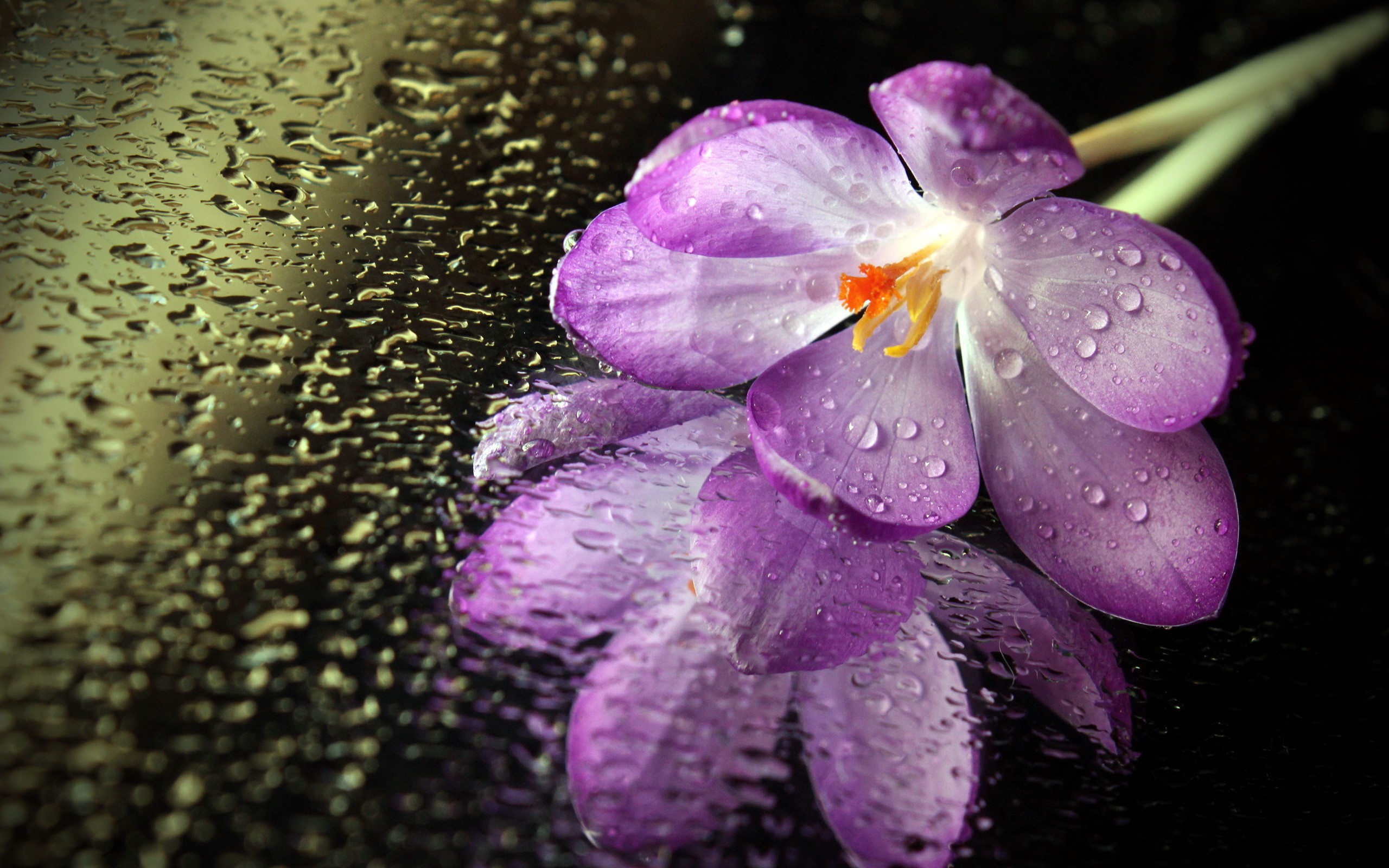 General 2560x1600 macro flowers water drops purple flowers plants