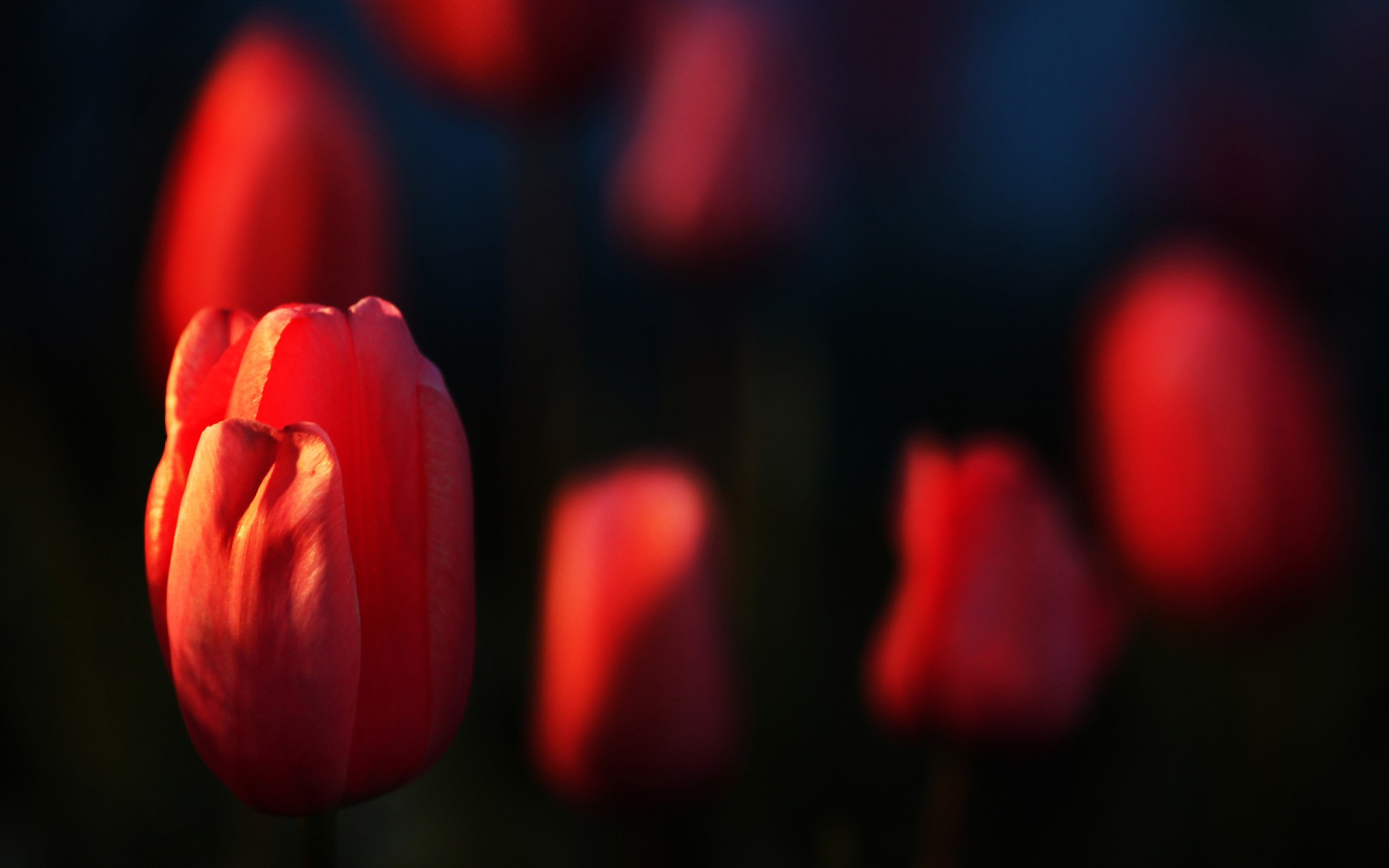 General 1920x1200 depth of field tulips red flowers red plants flowers