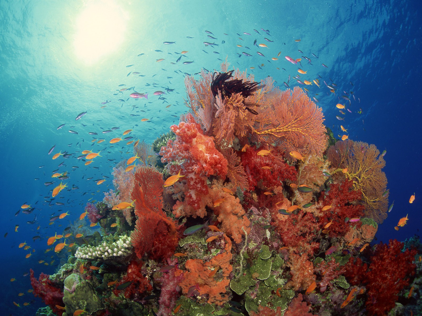General 1600x1200 underwater sea coral fish colorful nature
