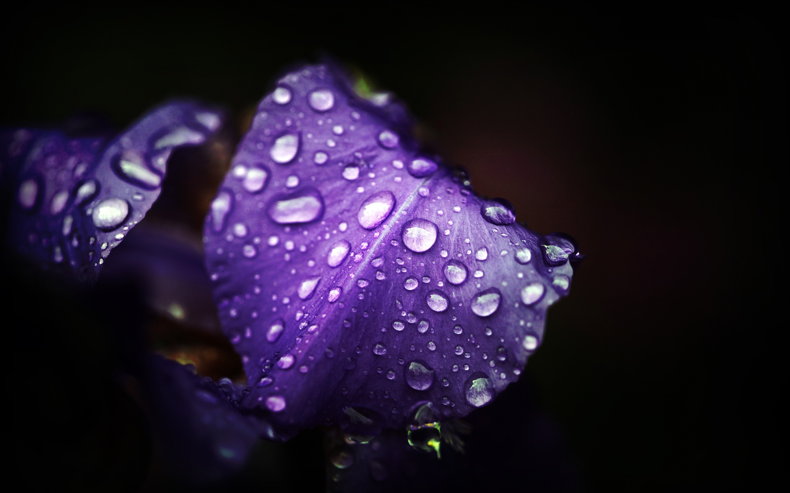 General 2560x1600 flowers purple flowers water drops macro plants closeup