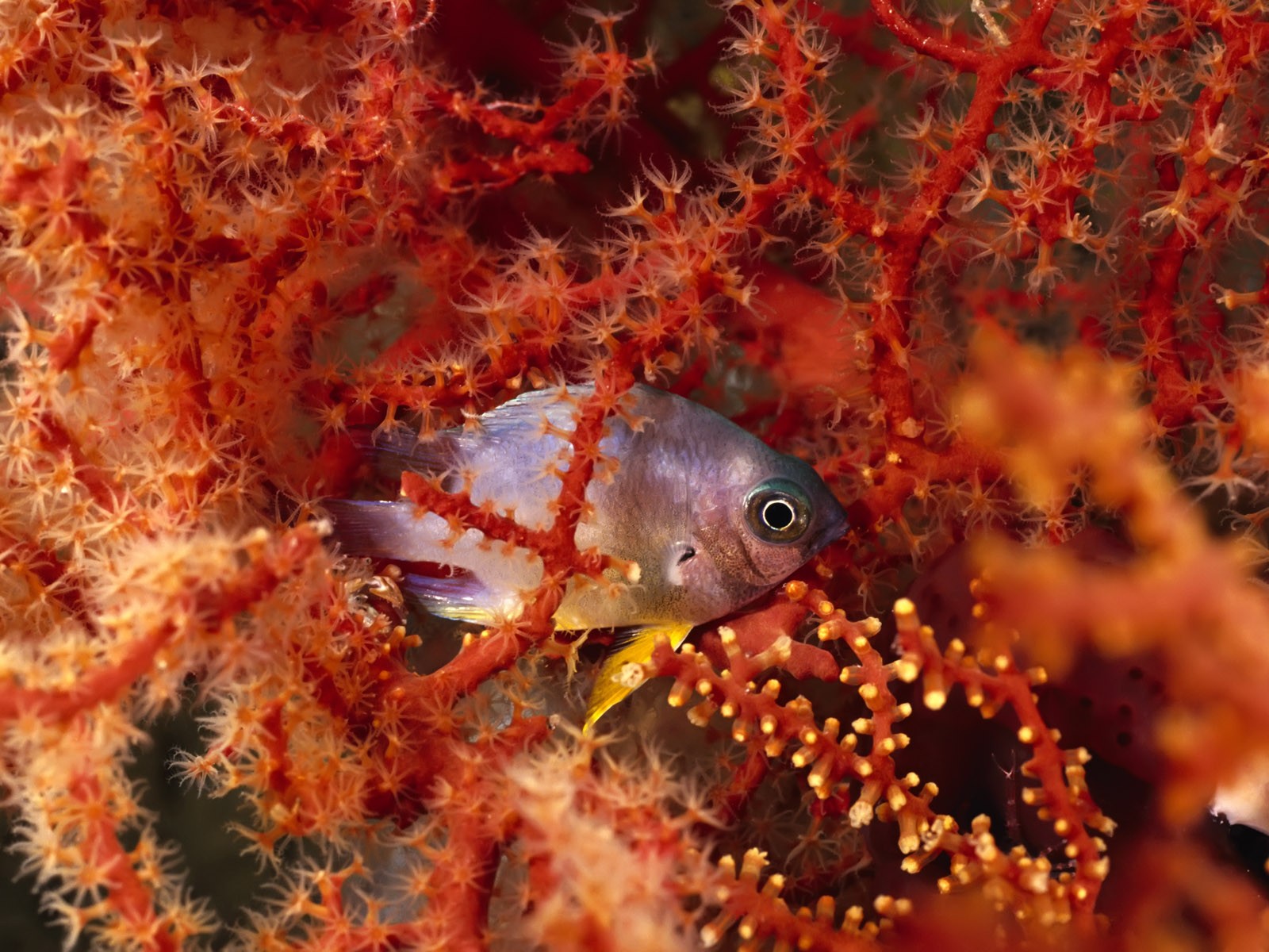 General 1600x1200 sea underwater coral fish animals