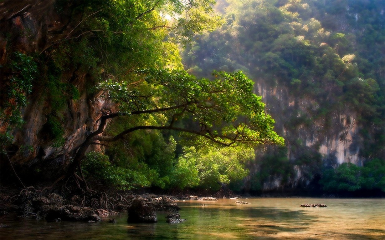 General 1230x768 nature landscape trees mountains river sunlight roots shrubs green water