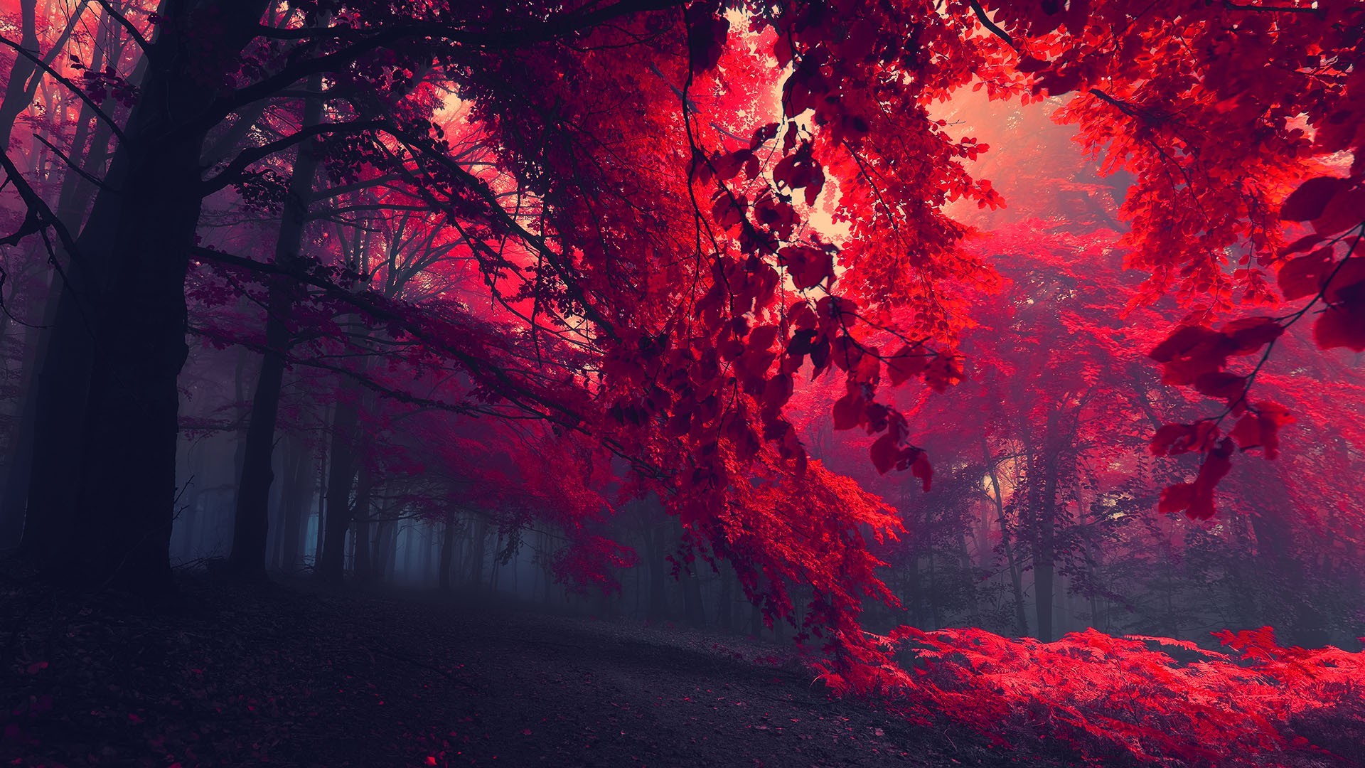 General 1920x1080 dark red nature forest trees red leaves mist fall landscape leaves plants fallen leaves