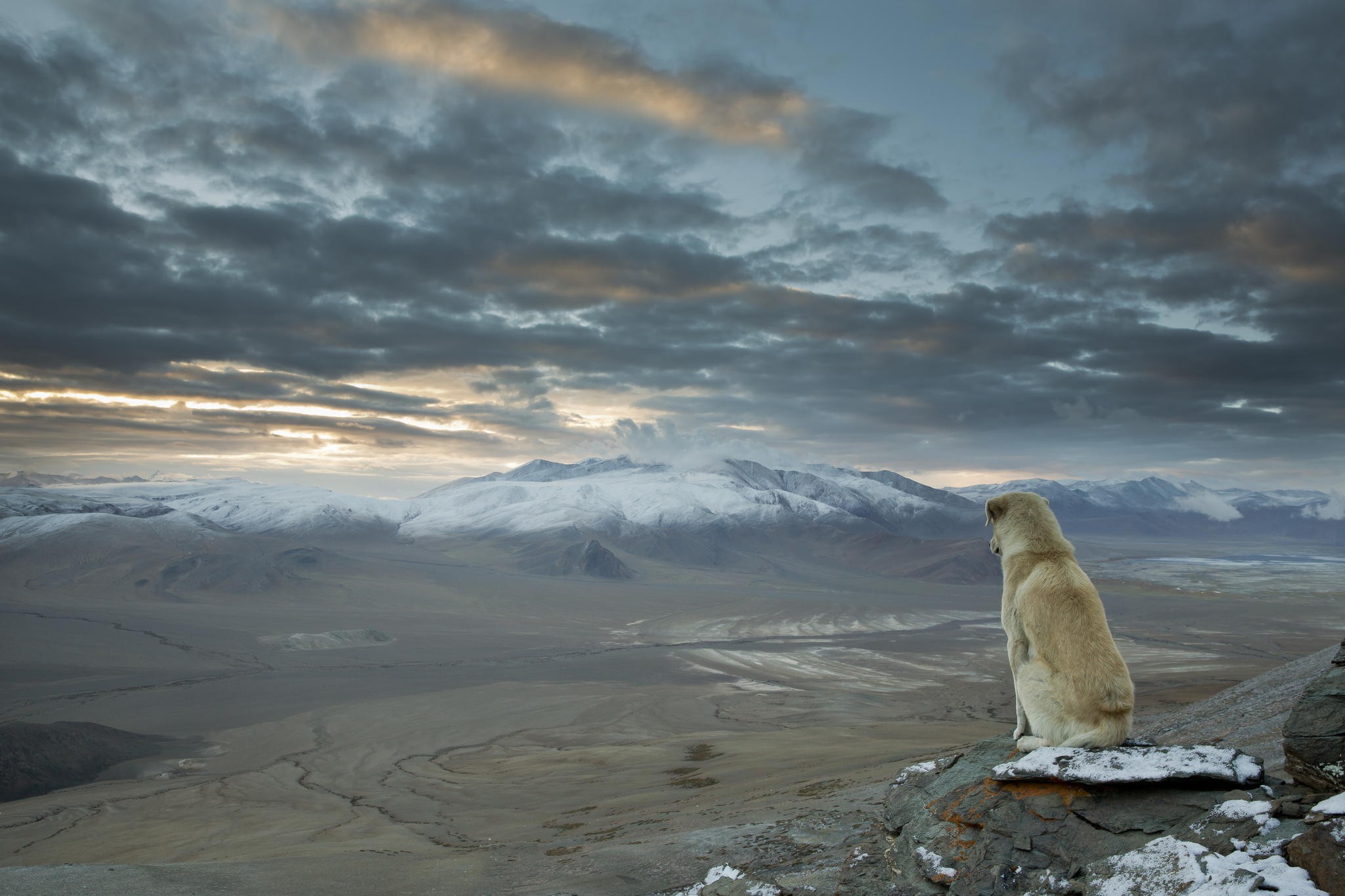 General 2048x1365 dog nature mountains animals landscape sky mammals India panorama Himalayas