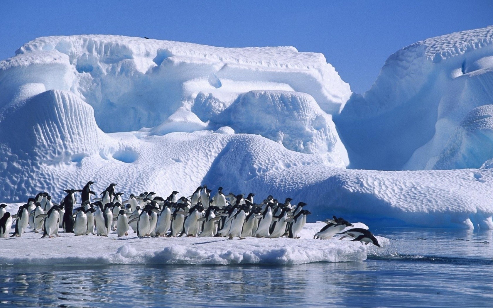 General 1680x1050 iceberg sea birds penguins animals