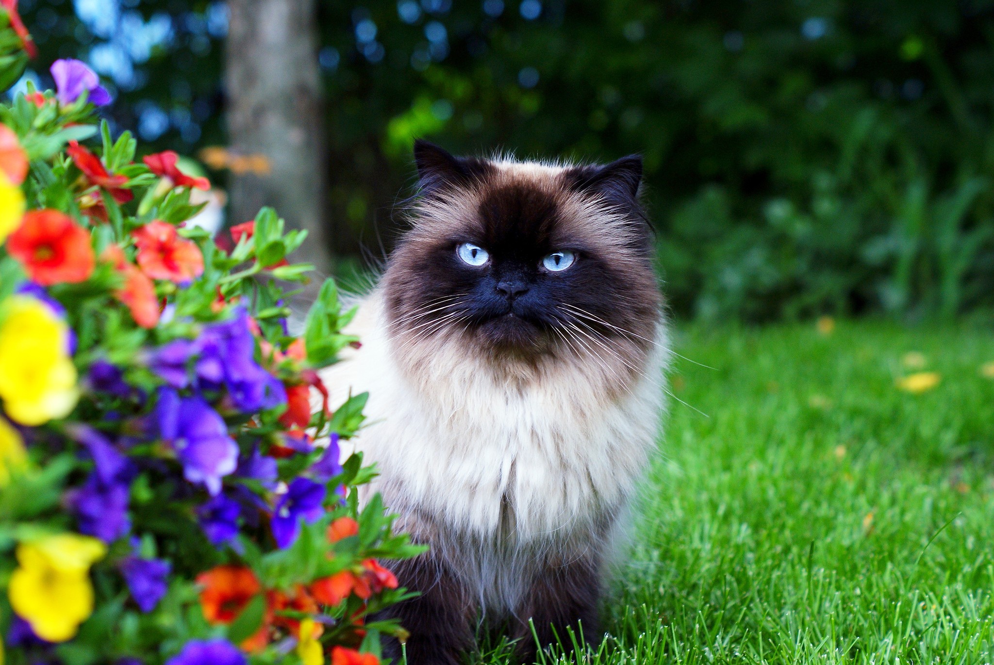 General 2048x1371 animals cats flowers angry mammals outdoors garden