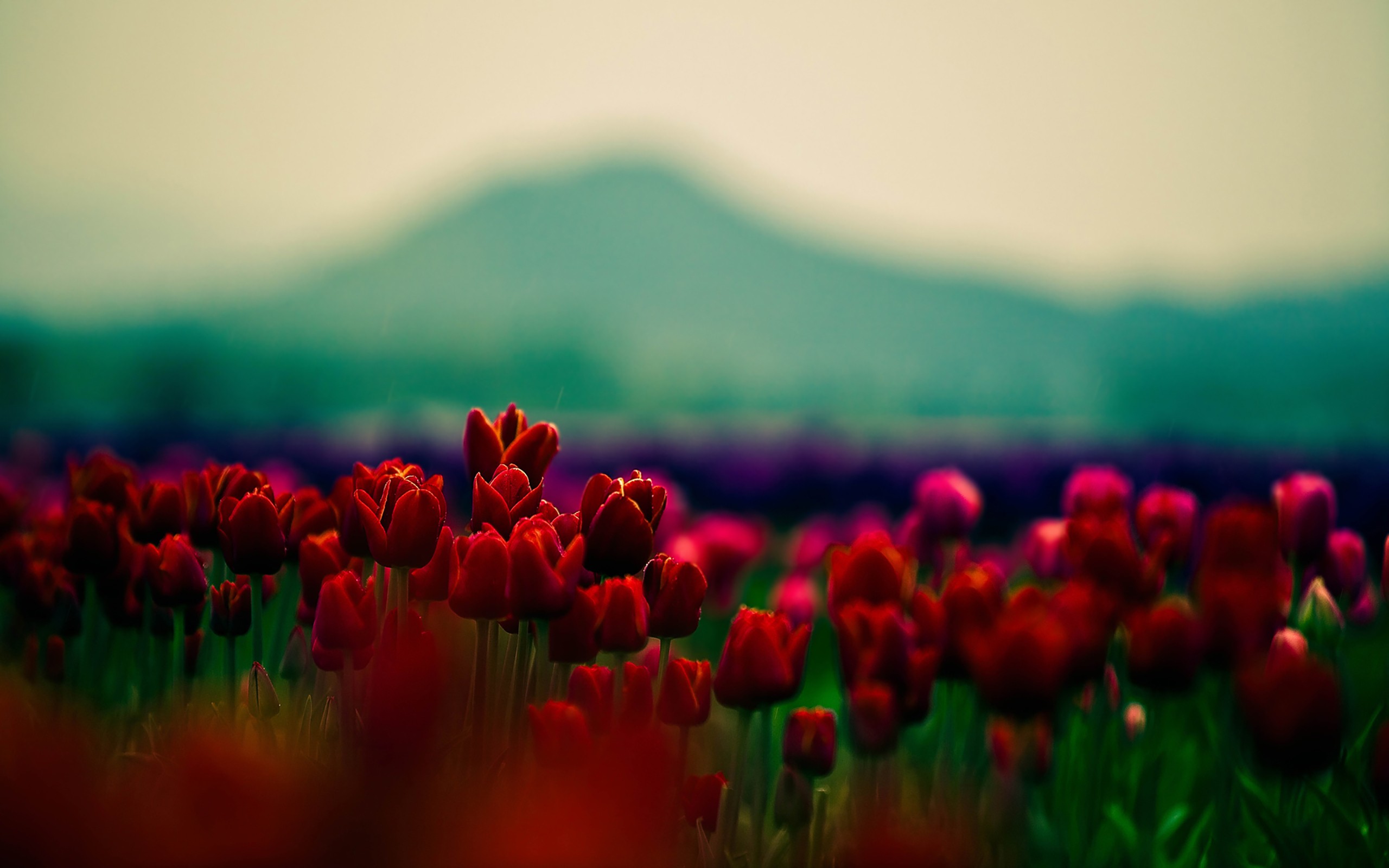 General 2560x1600 flowers tulips plants Agro (Plants) red flowers