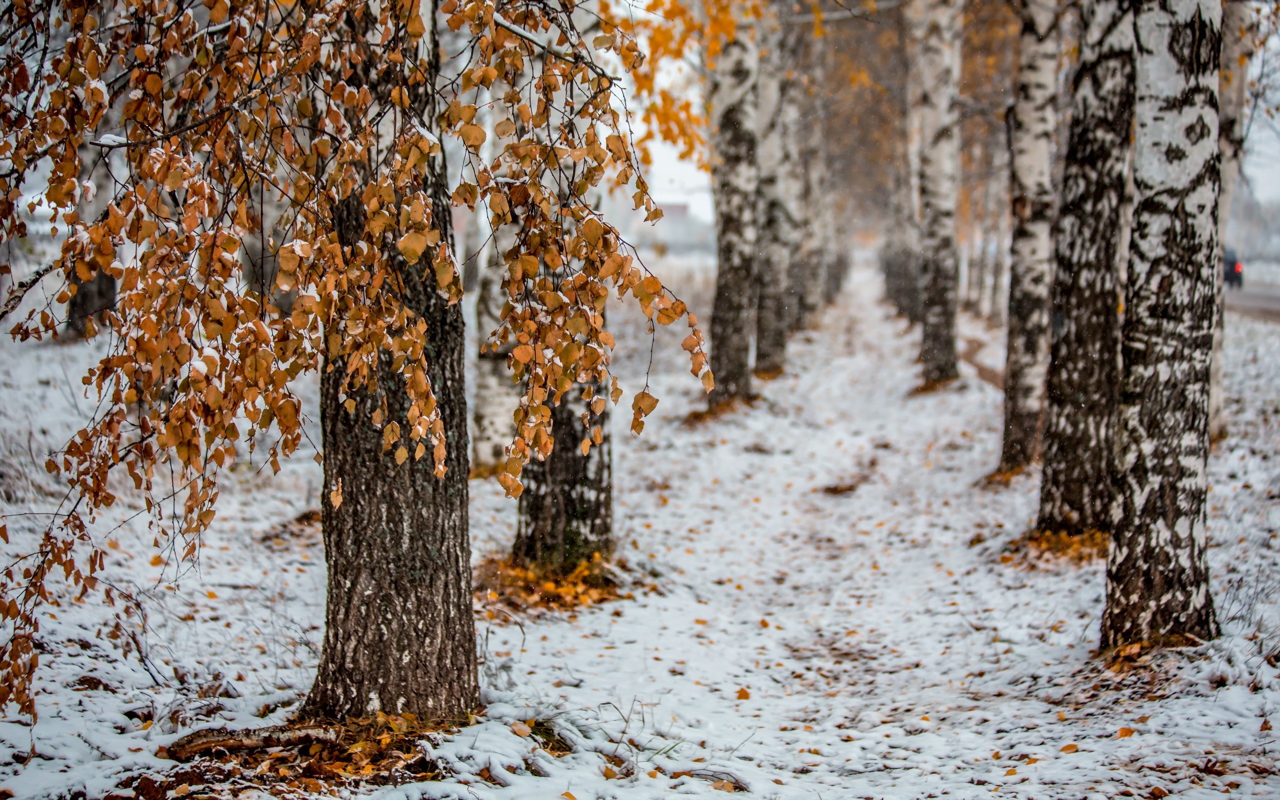 General 2560x1600 trees snow birch leaves outdoors cold