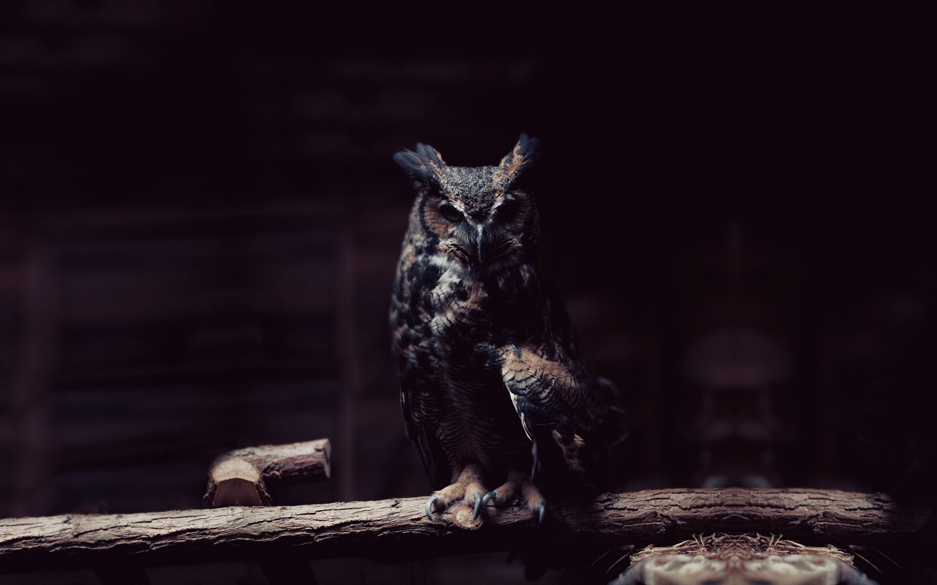 General 1920x1200 owl lights rest looking at viewer wood photography animals birds low light closeup