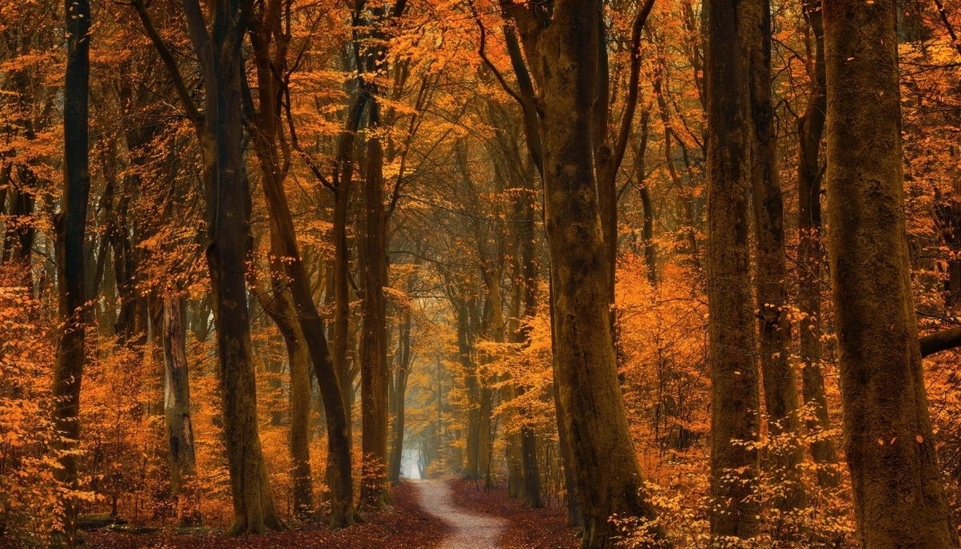 General 1366x781 fall trees path forest road leaves gold amber landscape nature orange