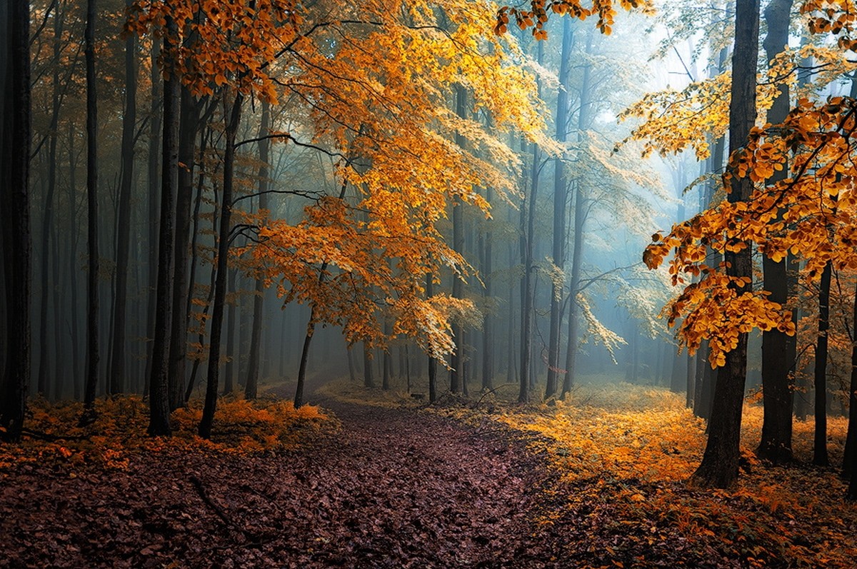 General 1200x797 fall mist leaves forest road trees path sunlight sun rays nature yellow orange landscape dirt road
