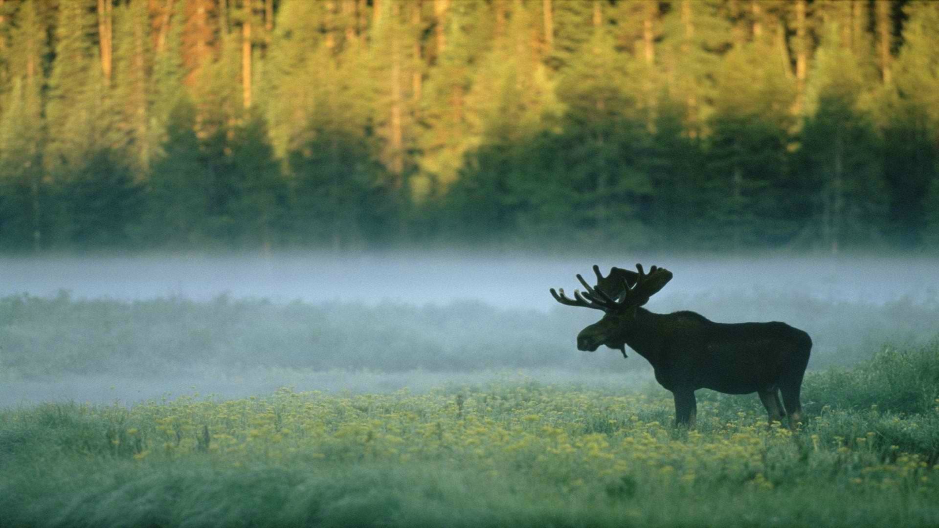 General 1920x1080 forest moose nature animals mist mammals