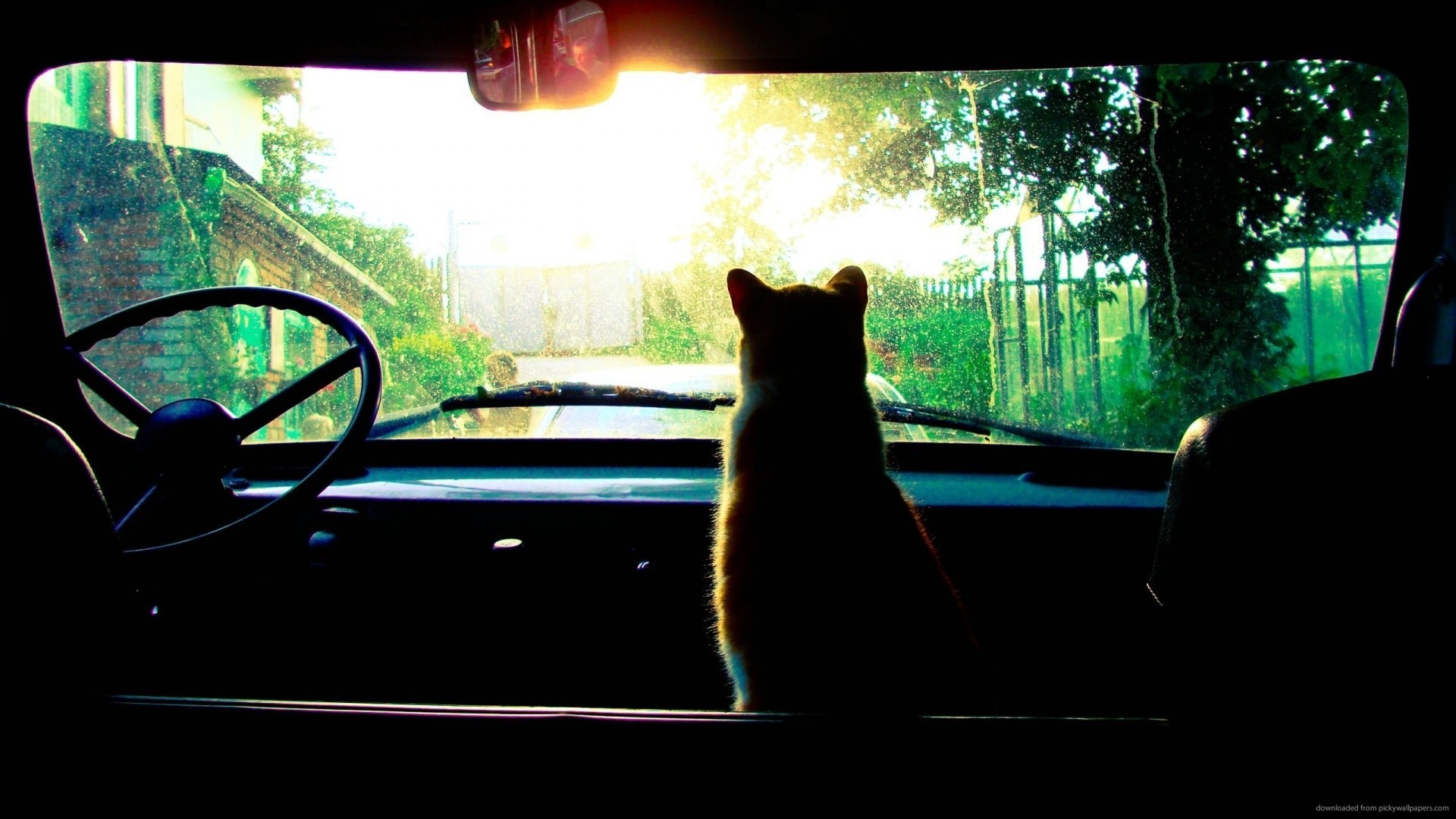 General 1920x1080 car cats Sun animals mammals vehicle steering wheel sunlight