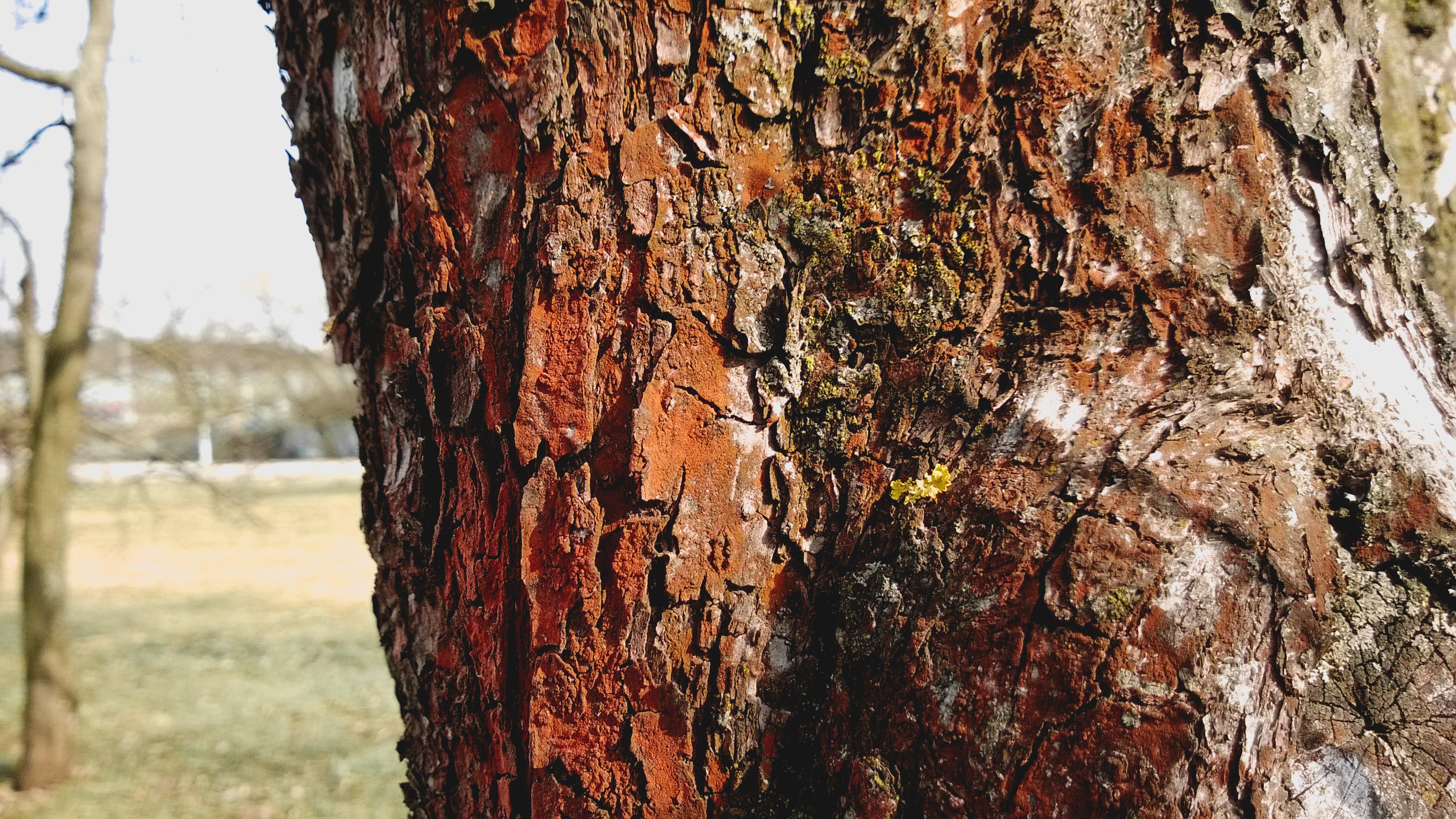 General 3552x2000 trees wood outdoors plants closeup tree bark