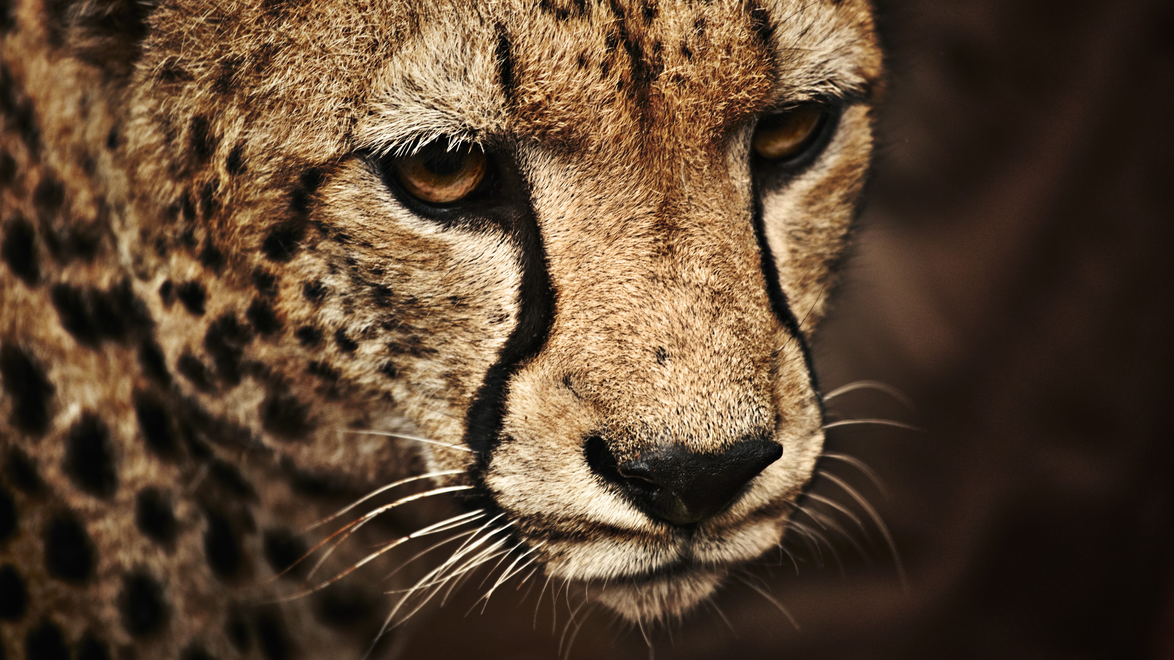 General 3840x2160 wild cat cheetah animals big cats mammals