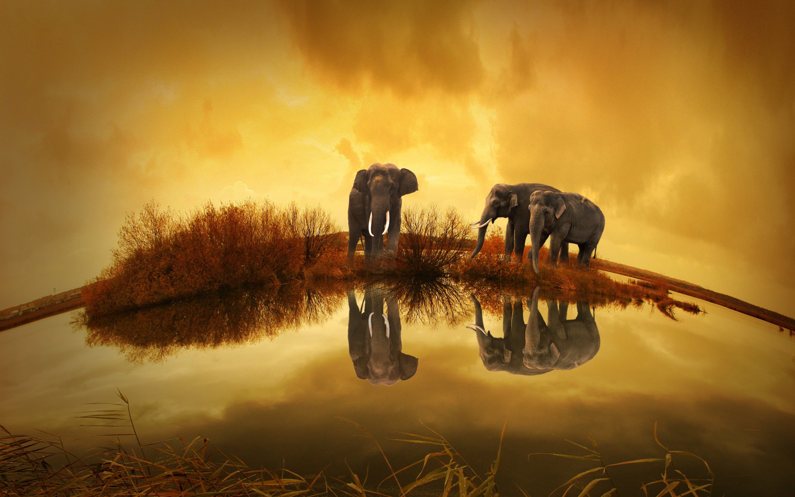 General 2560x1600 Thailand animals elephant Asia mammals reflection