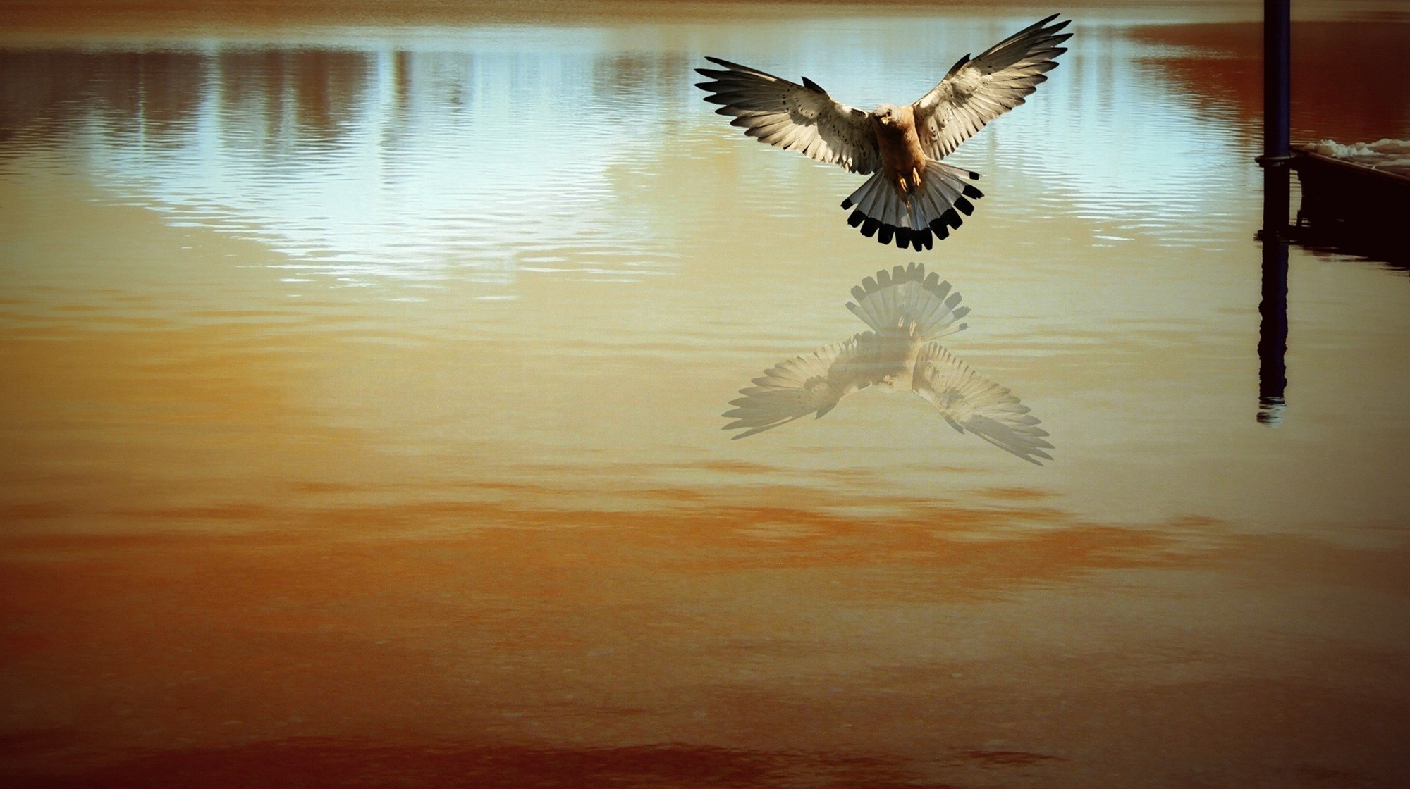General 2000x1120 photo manipulation water animals reflection nature birds outdoors