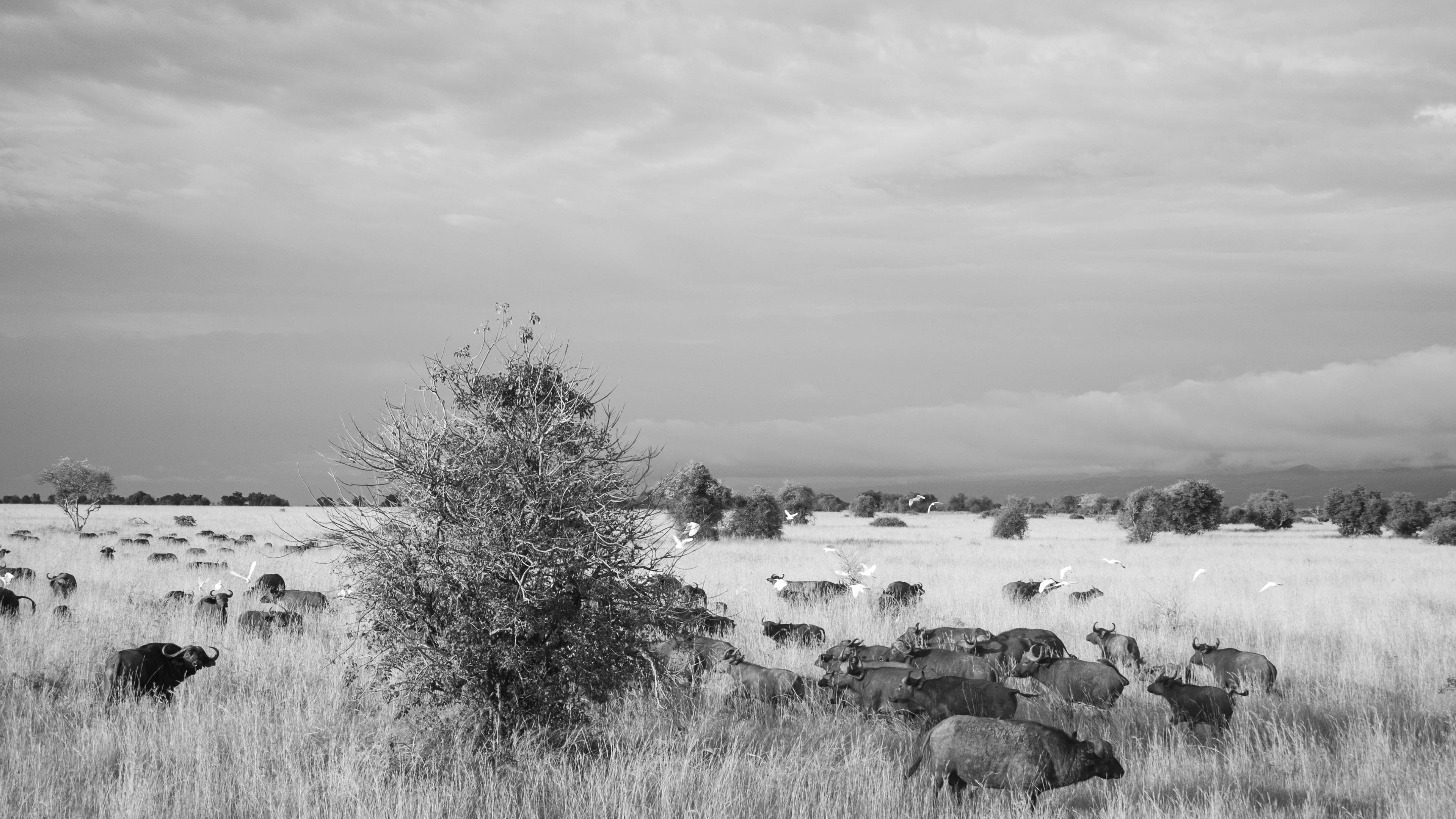 General 3840x2160 landscape monochrome animals wildlife buffalo Africa nature
