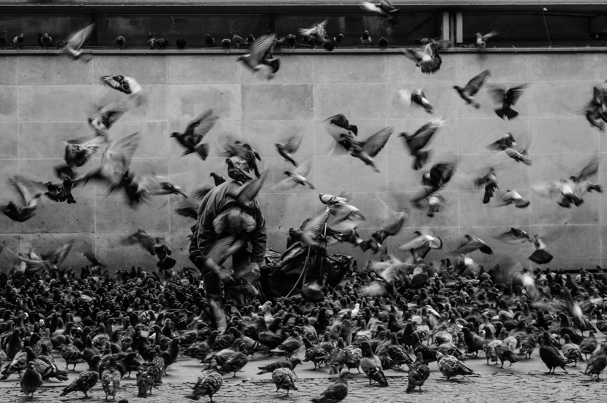 General 2048x1361 monochrome pigeons motion blur animals city birds