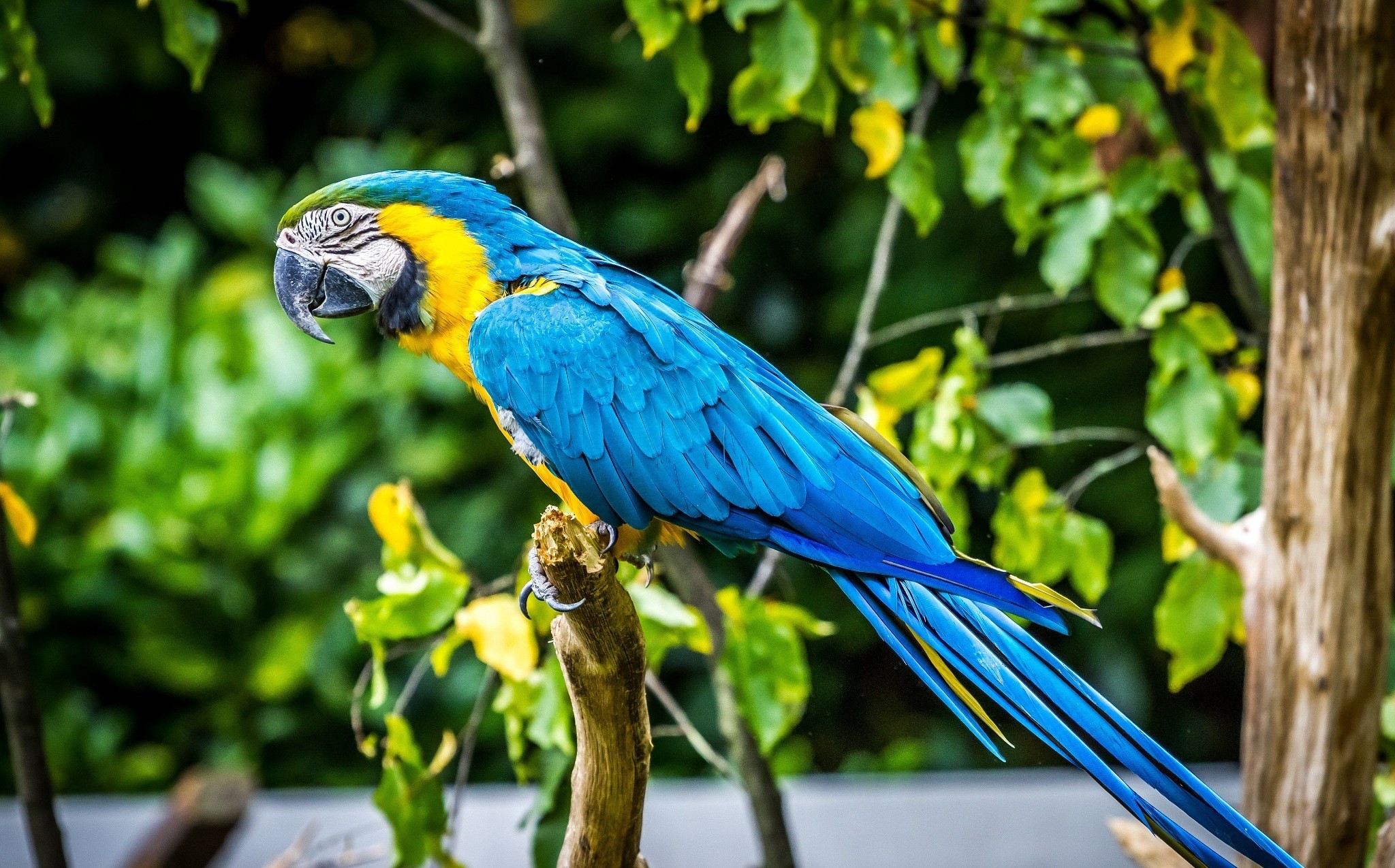 General 2048x1275 animals colorful parrot birds Blue-and-Yellow Macaw macaws