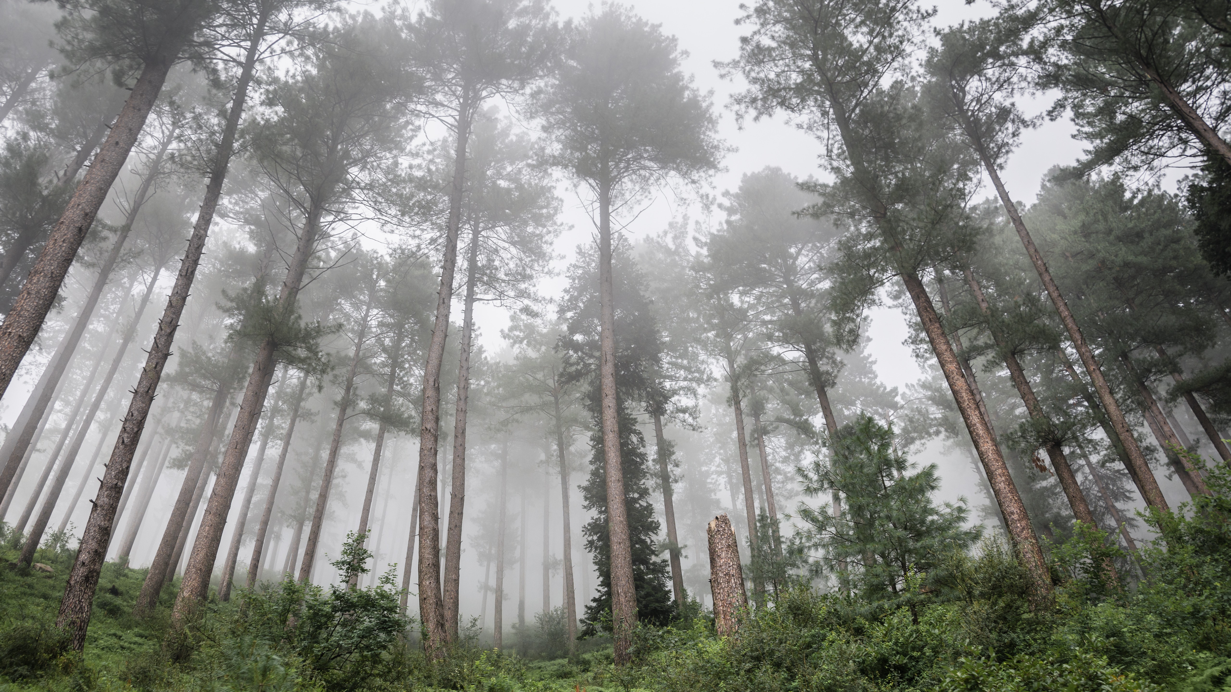 General 5120x2880 photography nature trees forest mist
