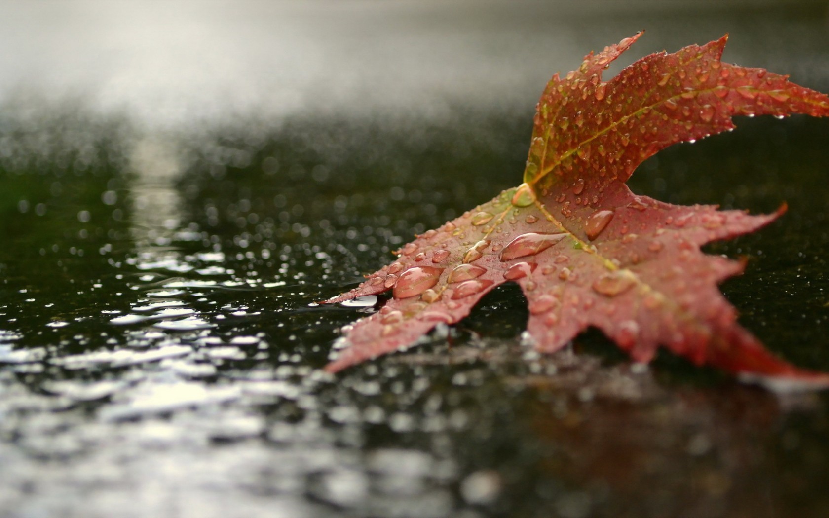 General 1680x1050 bokeh water drops puddle maple leaves leaves fallen leaves outdoors