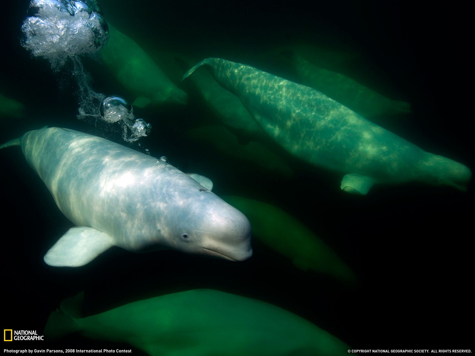 General 1600x1200 whale animals National Geographic mammals 2008 (Year) underwater