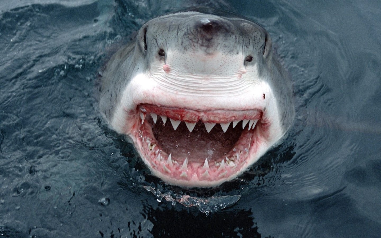 General 1440x900 shark teeth water animals fish