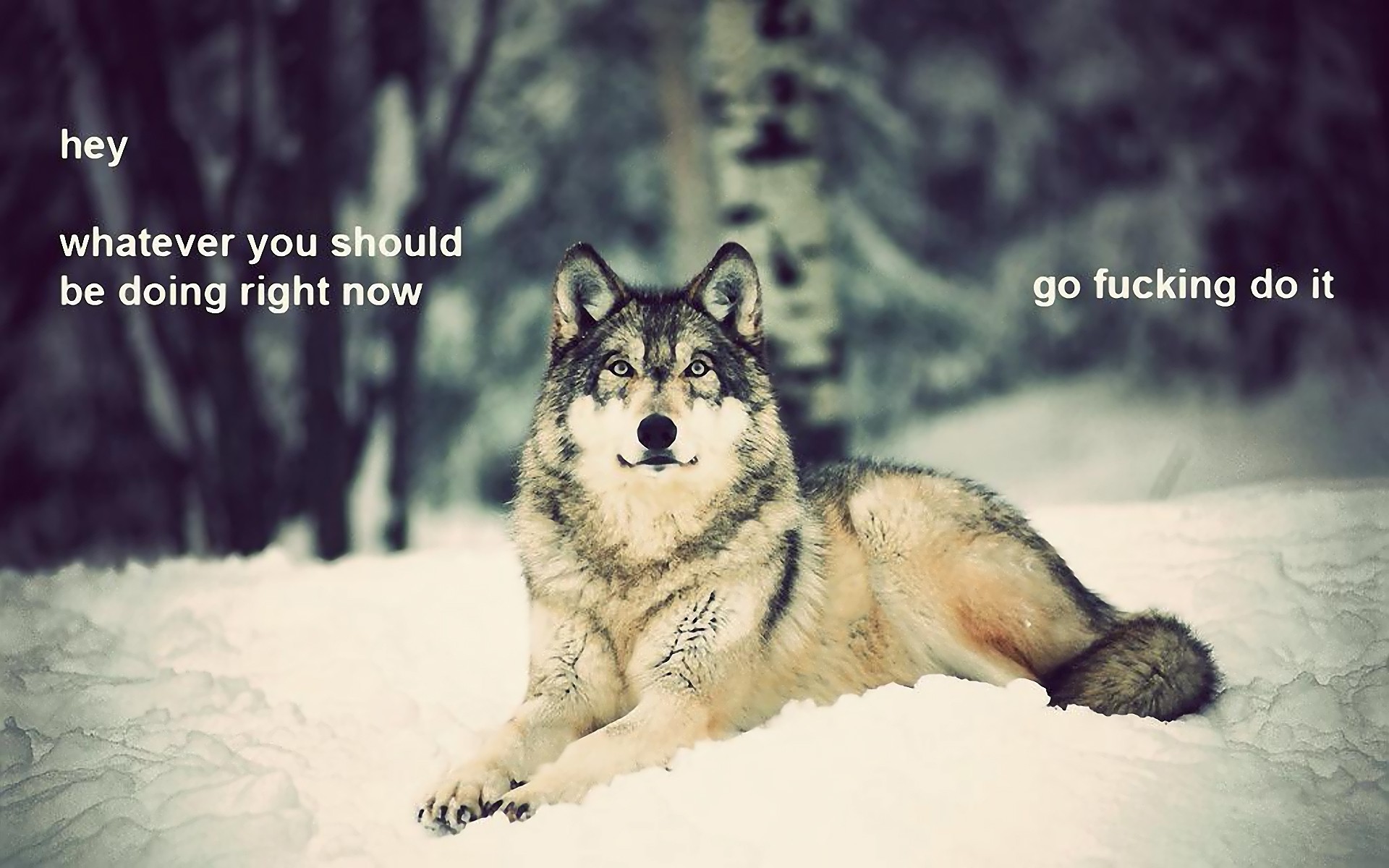 General 1920x1200 fuckscape quote text wolf snow forest nature animals mammals motivational digital art