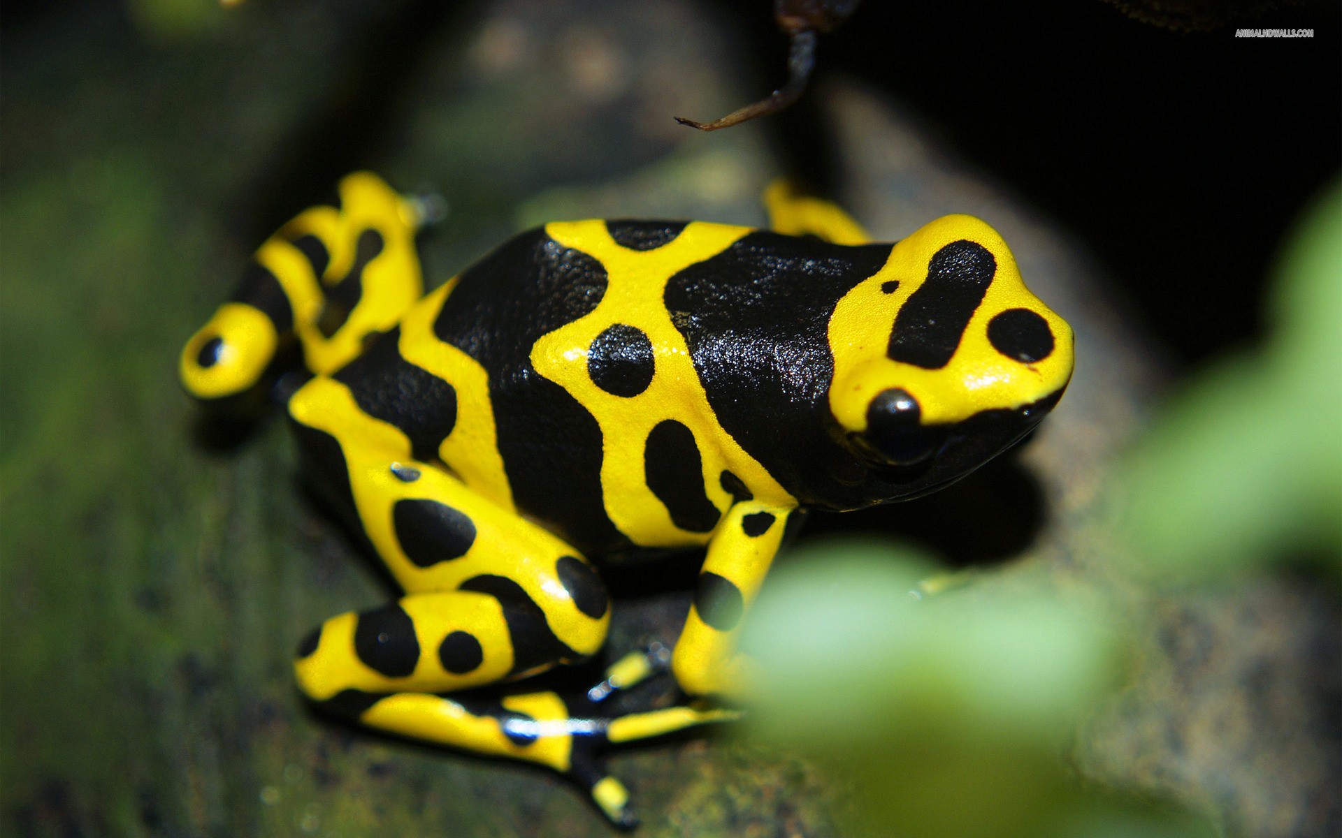 General 1920x1200 frog animals nature amphibian poison dart frogs