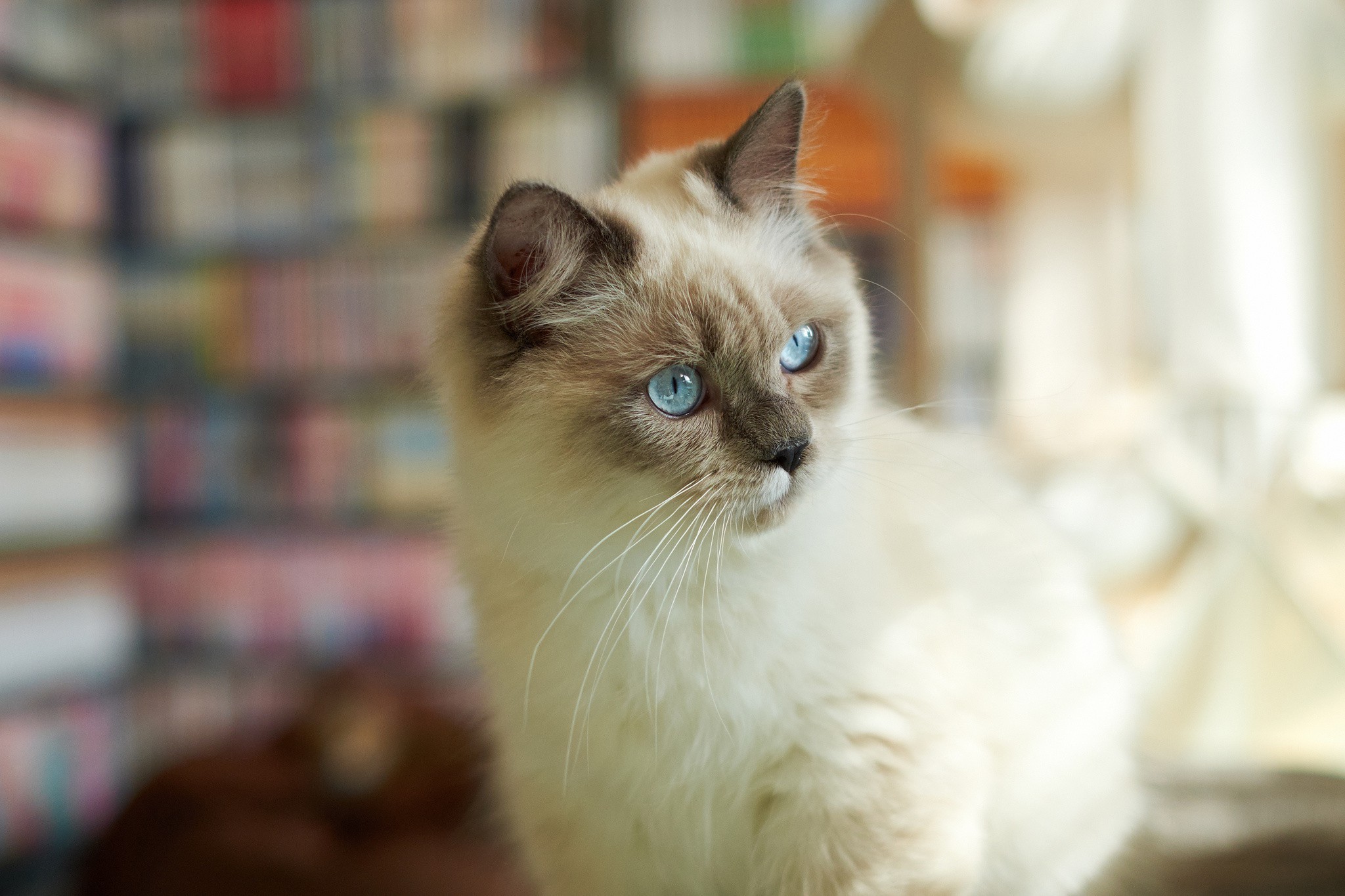 General 2048x1365 cats animals Siamese cats blue eyes blurred indoors animal eyes mammals feline closeup