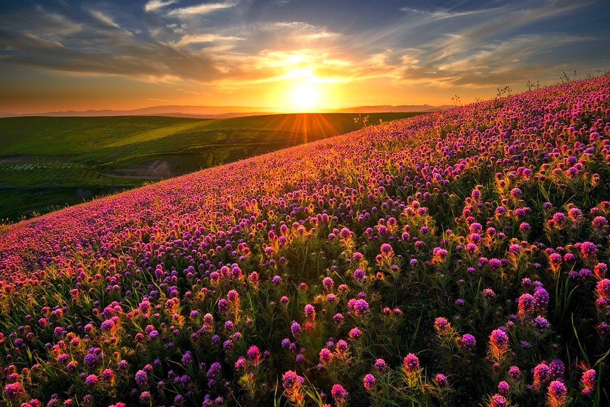 General 1200x800 nature landscape sunset flowers hills field spring wildflowers plants Sun sunlight