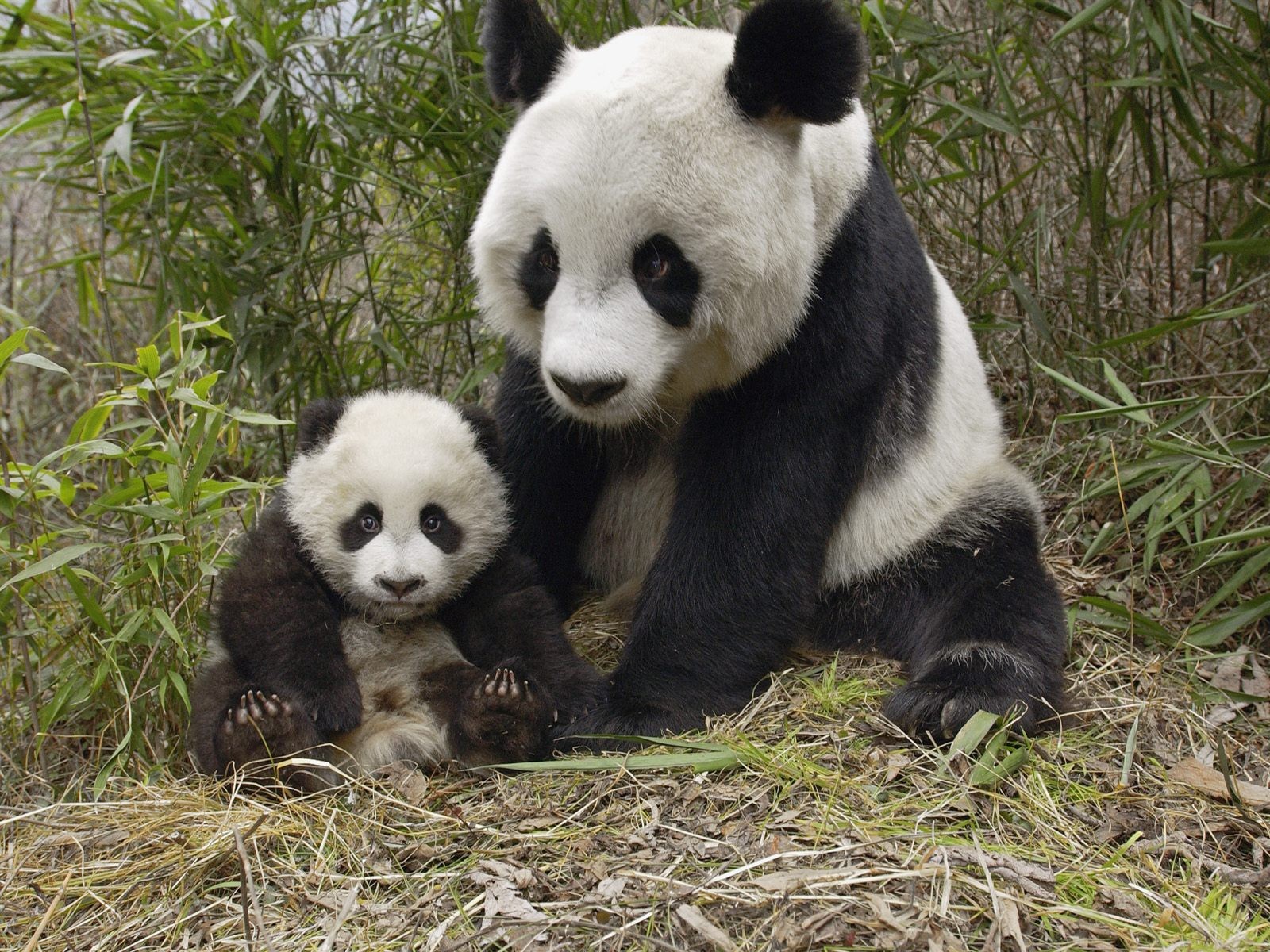 General 1600x1200 animals panda baby animals mammals bears