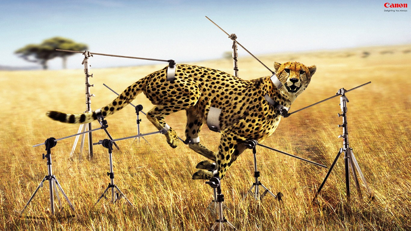 General 1366x768 artwork advertisements Canon animals humor cheetah savannah dry grass