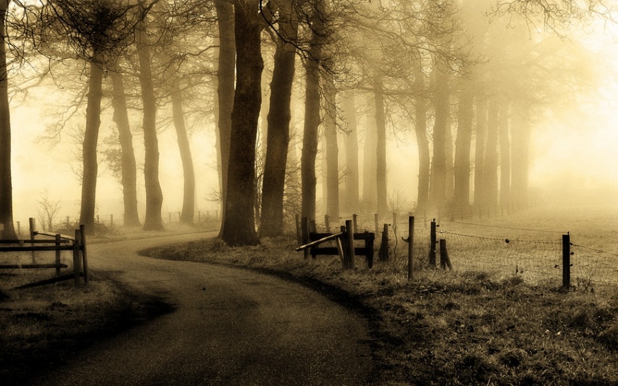 General 1230x768 nature mist landscape Netherlands road trees fence grass morning beige