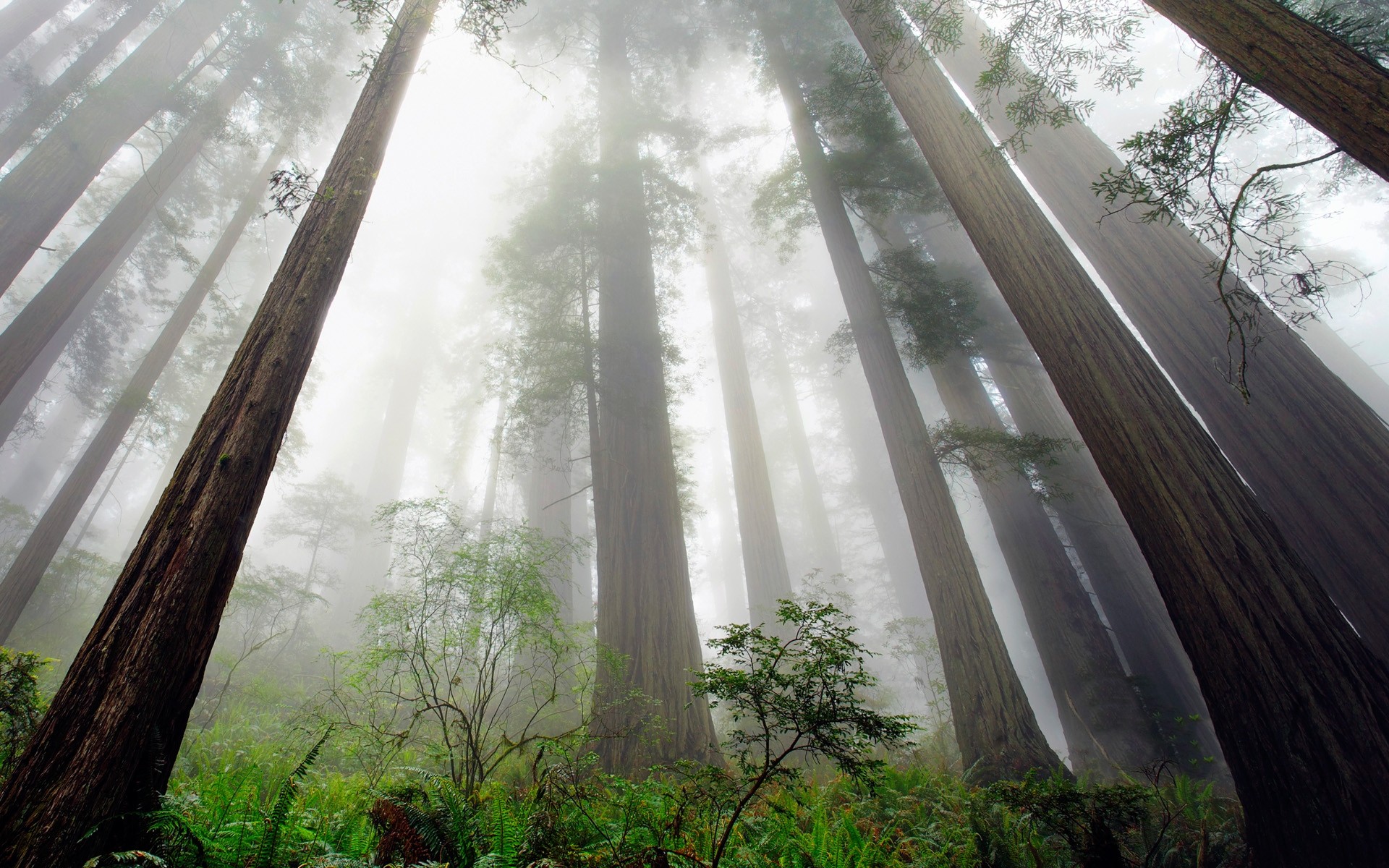 General 1920x1200 nature redwood trees mist ferns shrubs forest perspective California worm's eye view