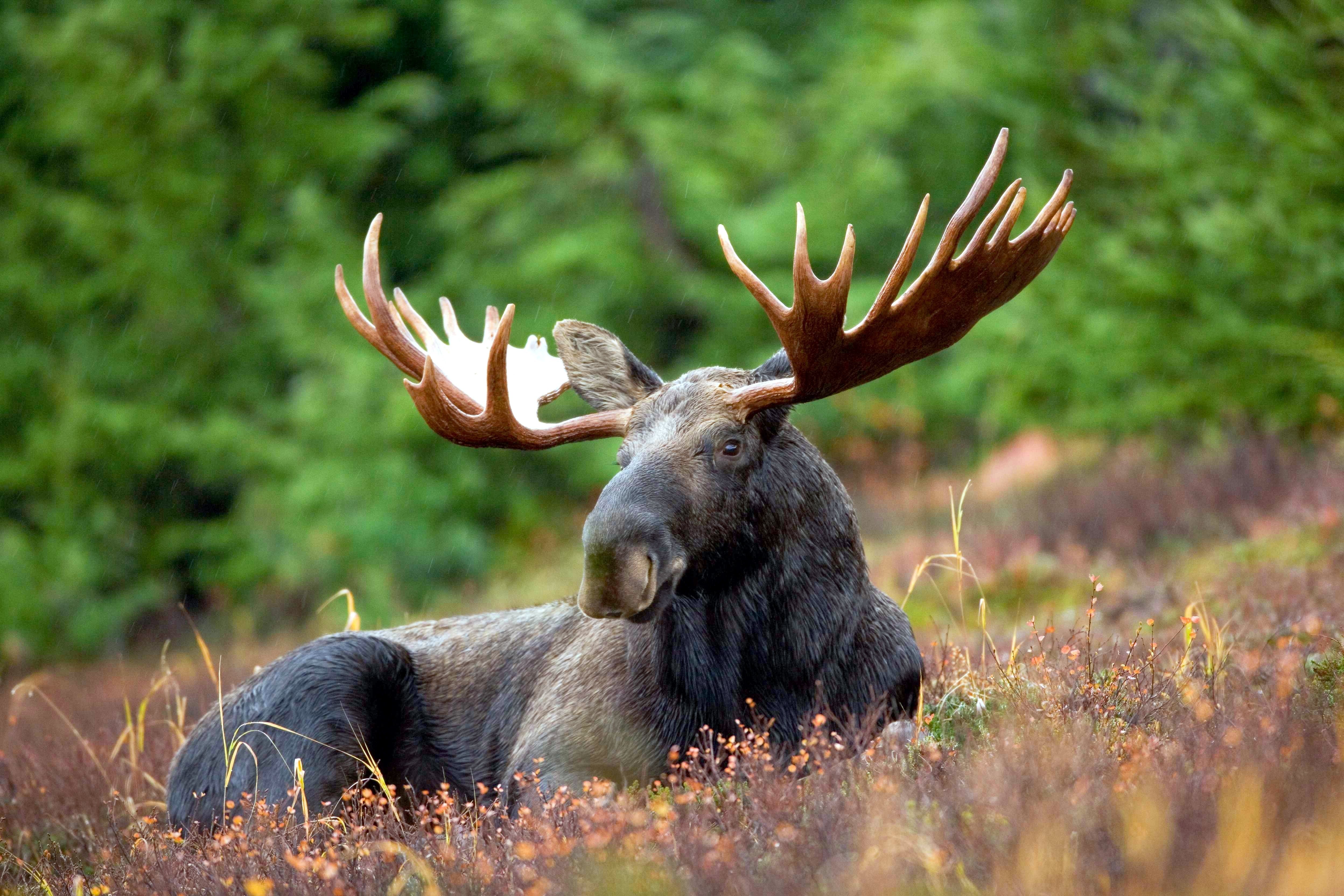 General 4992x3328 animals wildlife moose nature closeup