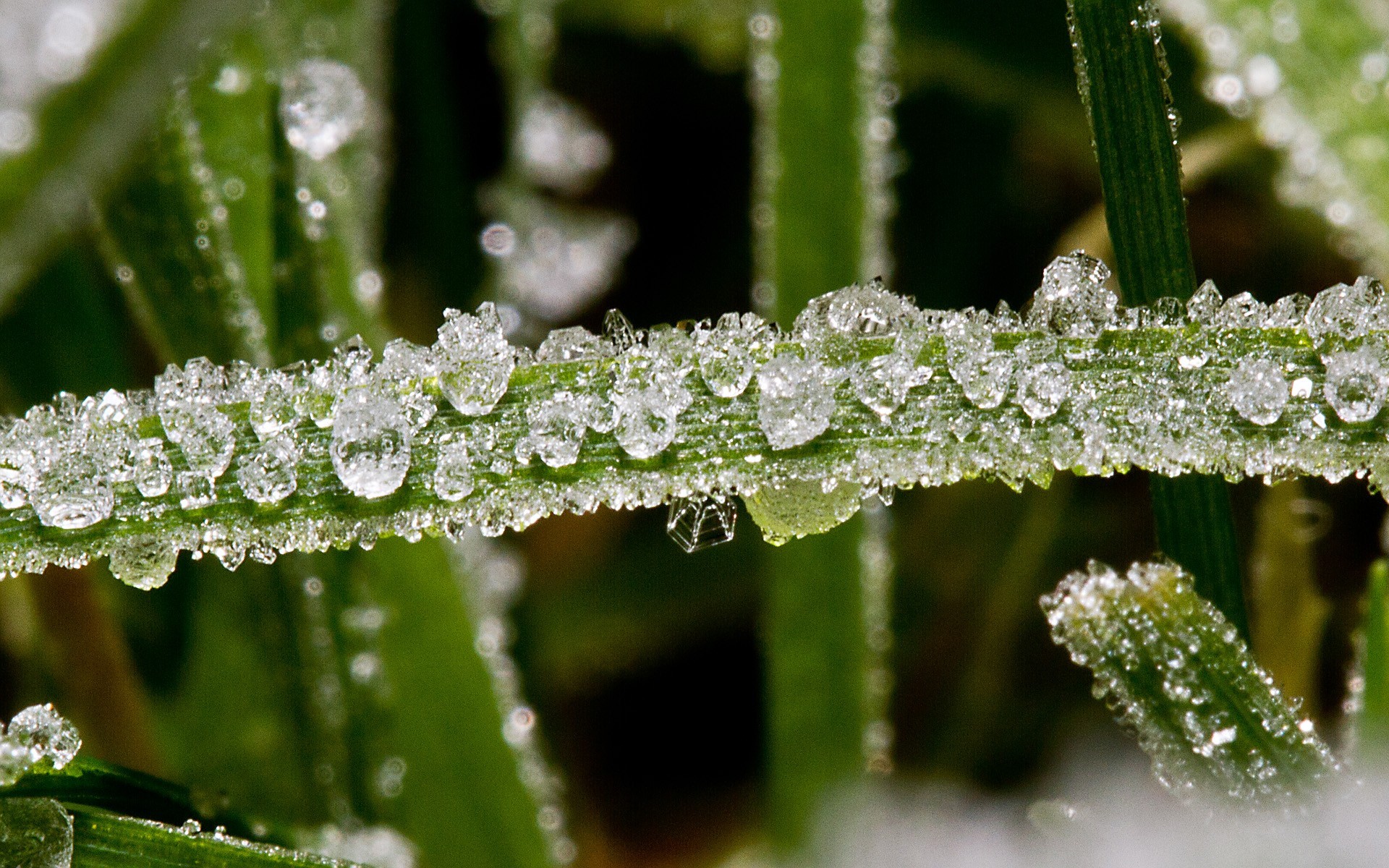 General 1920x1200 nature plants leaves macro water drops frost cold ice winter