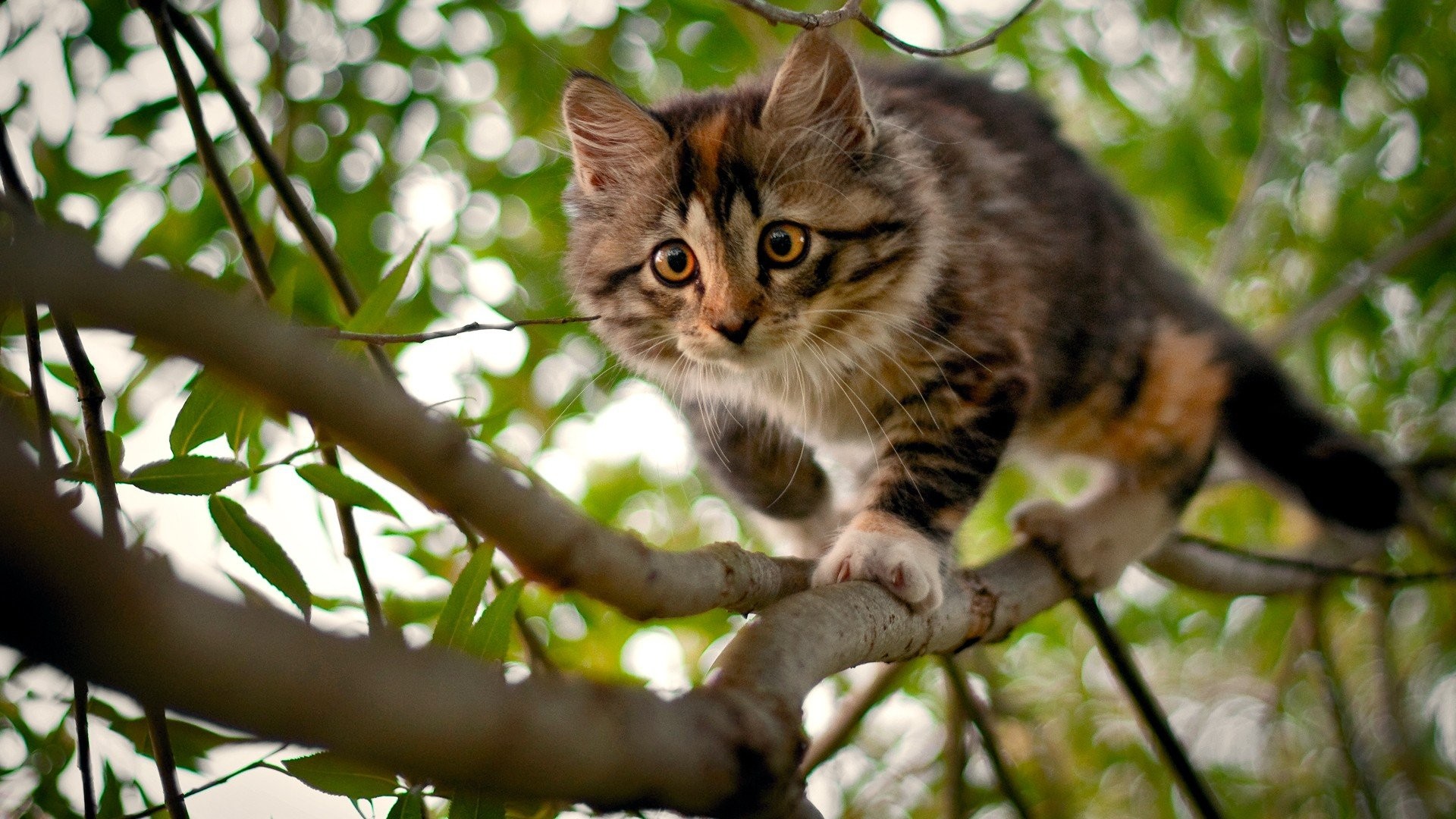 General 1920x1080 nature cats animals mammals outdoors animal eyes branch plants