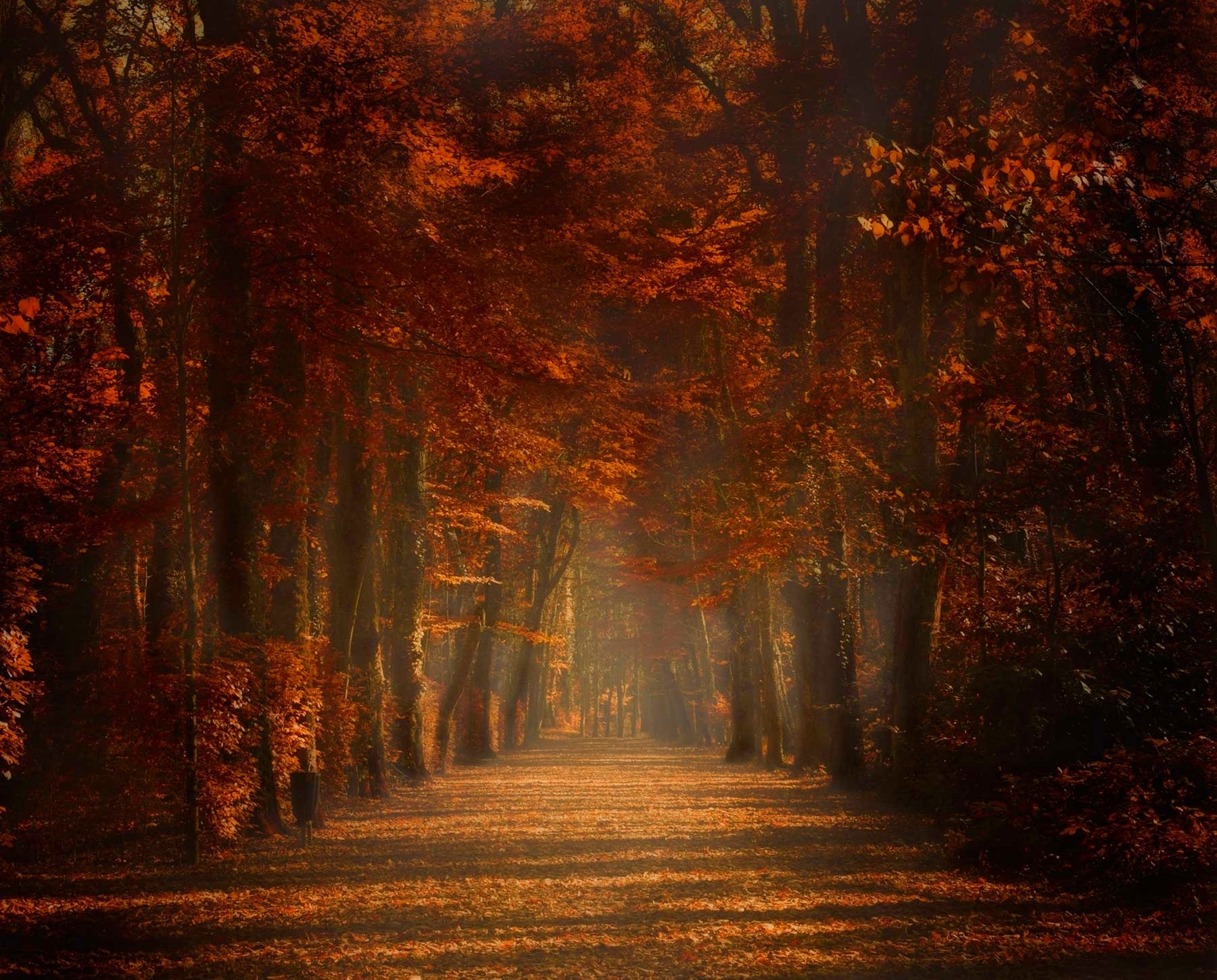 General 1800x1450 nature fall trees path amber leaves mist sunlight Spain