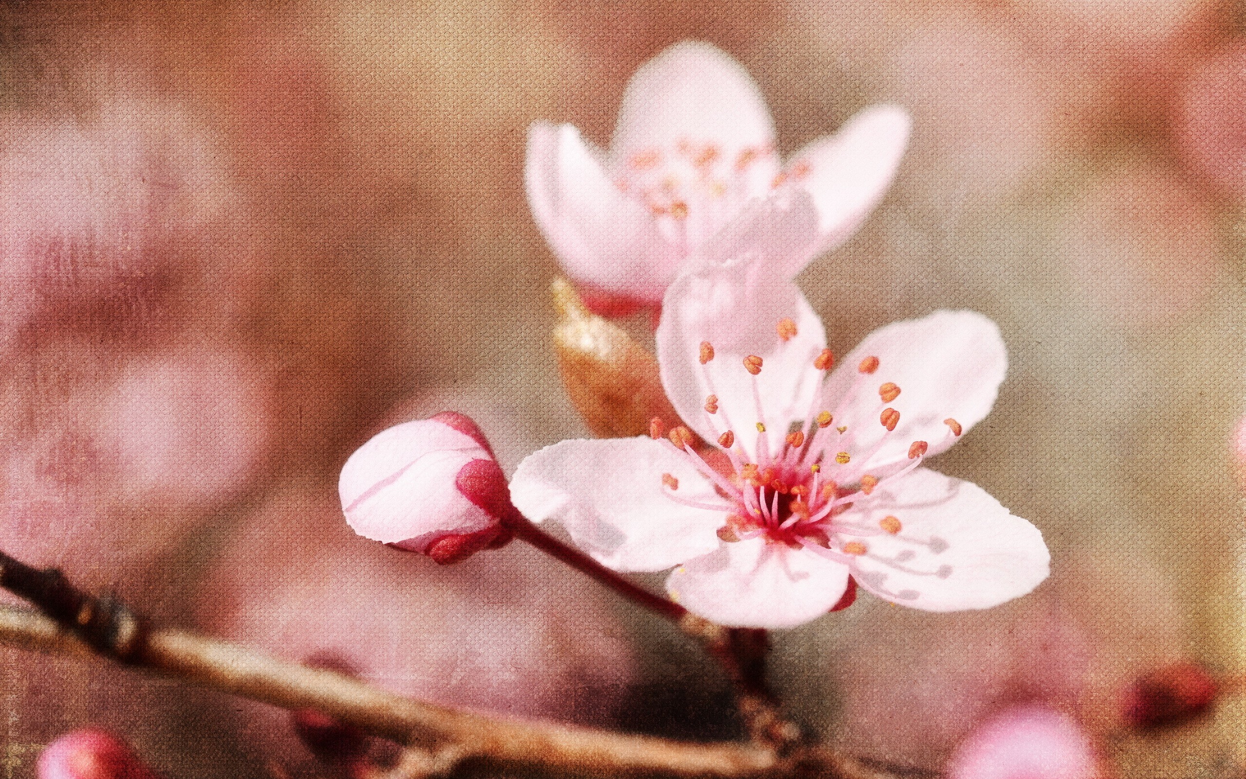 General 2560x1600 painting flowers cherry blossom plants closeup macro photoshopped