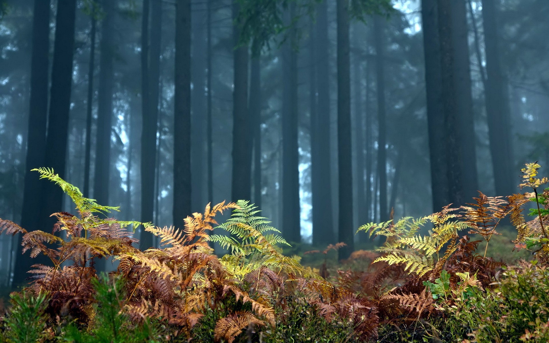 General 1920x1200 trees forest nature plants outdoors
