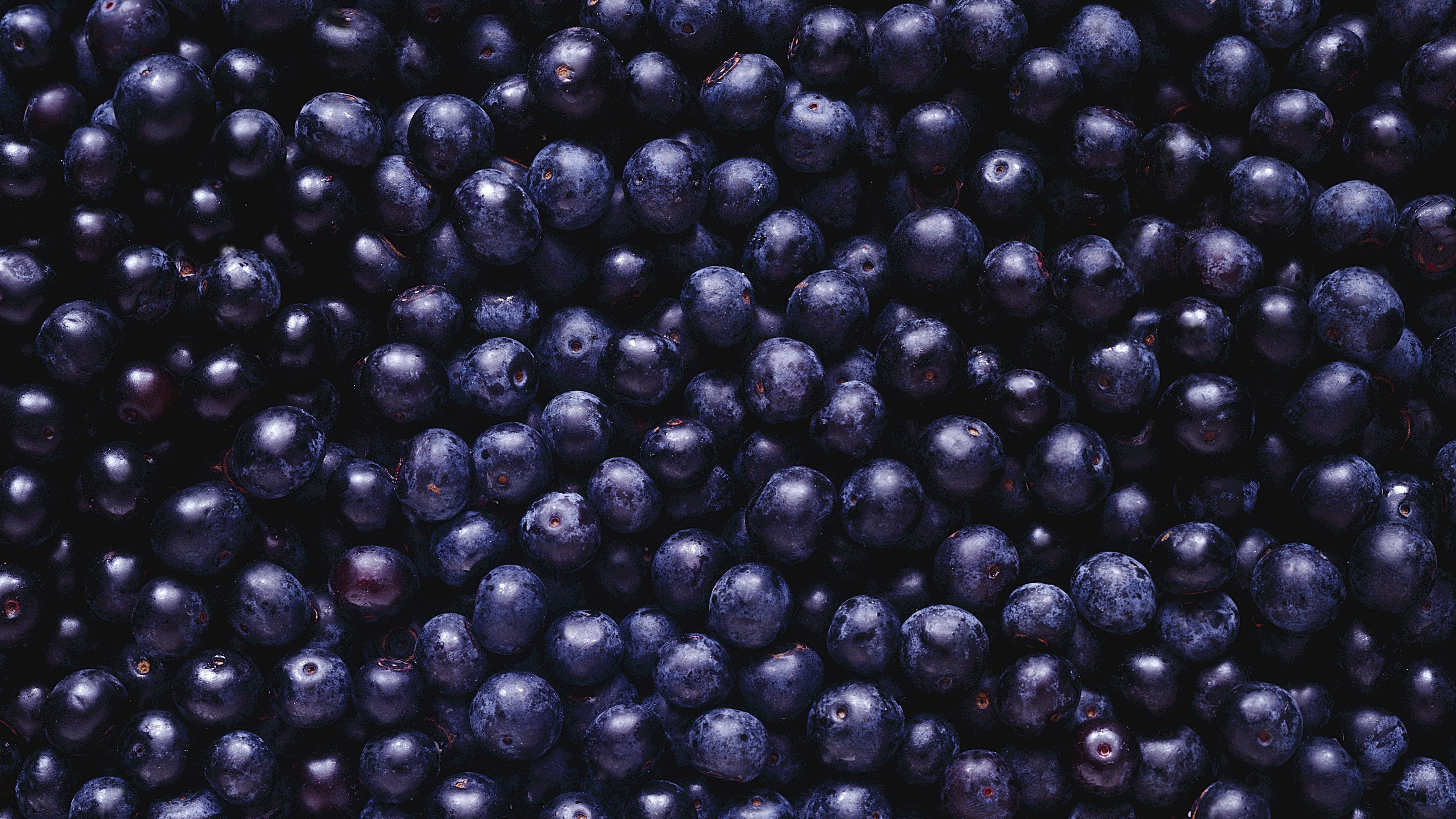 General 3616x2034 blueberries food berries purple blue macro top view