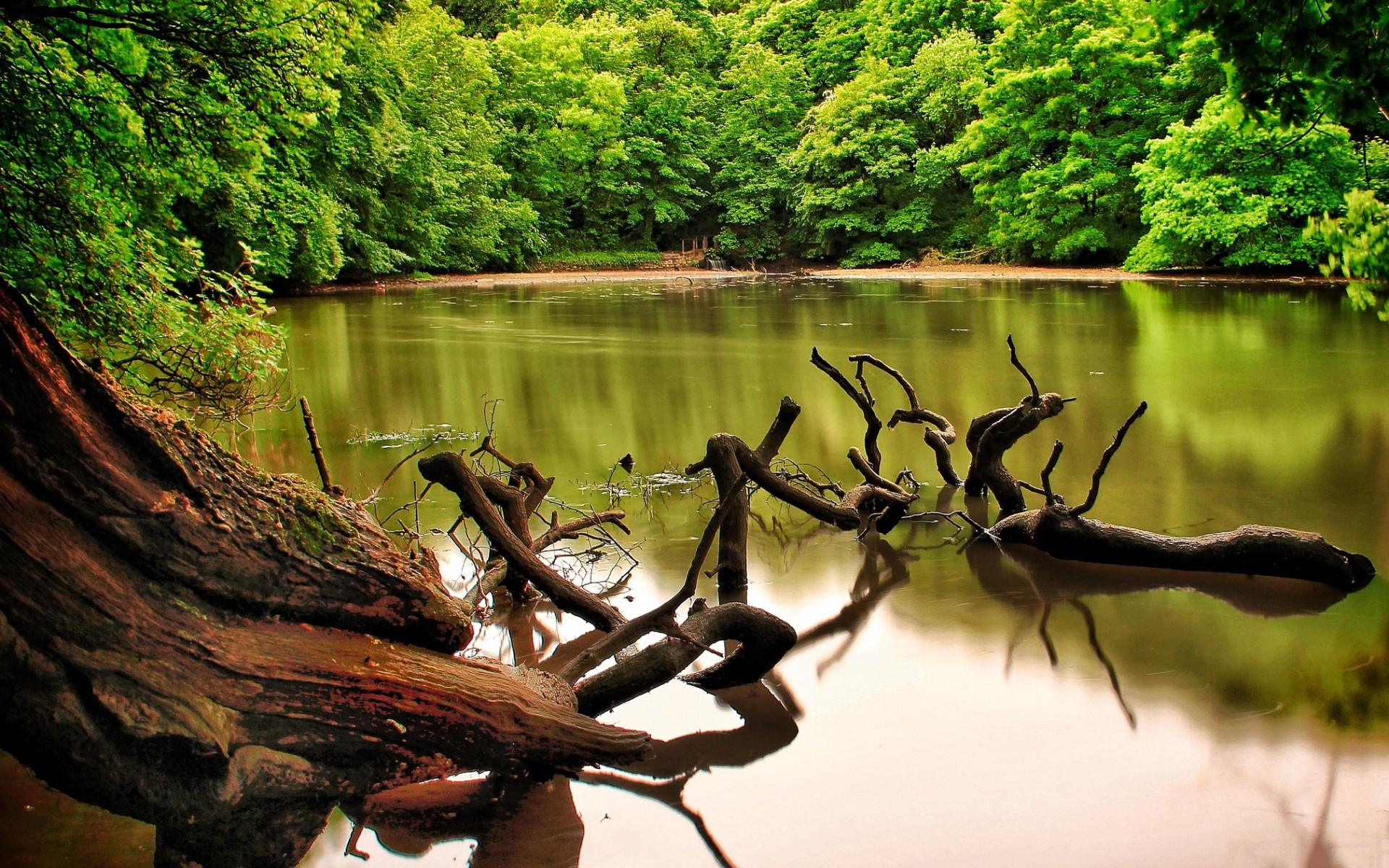 General 1920x1200 nature water trees river roots forest brown green