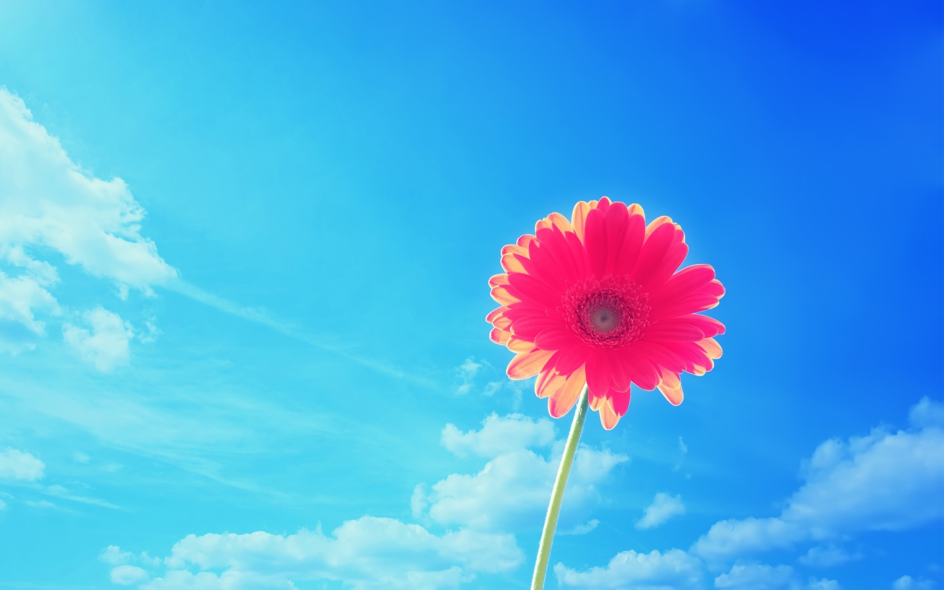 General 1920x1200 flowers nature plants sky clouds daisies red flowers blue background
