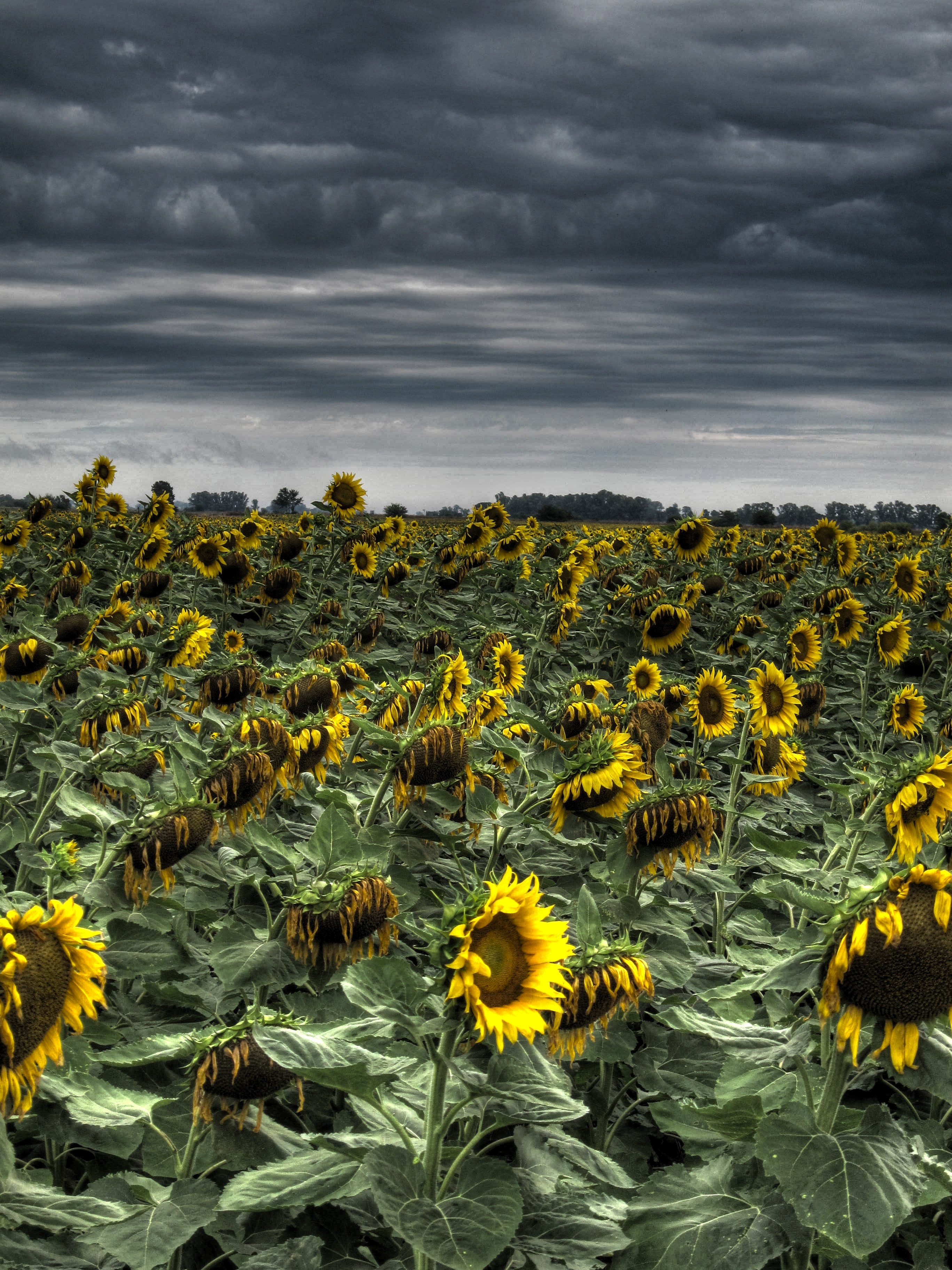 General 2735x3647 HDR flowers field sunflowers plants outdoors