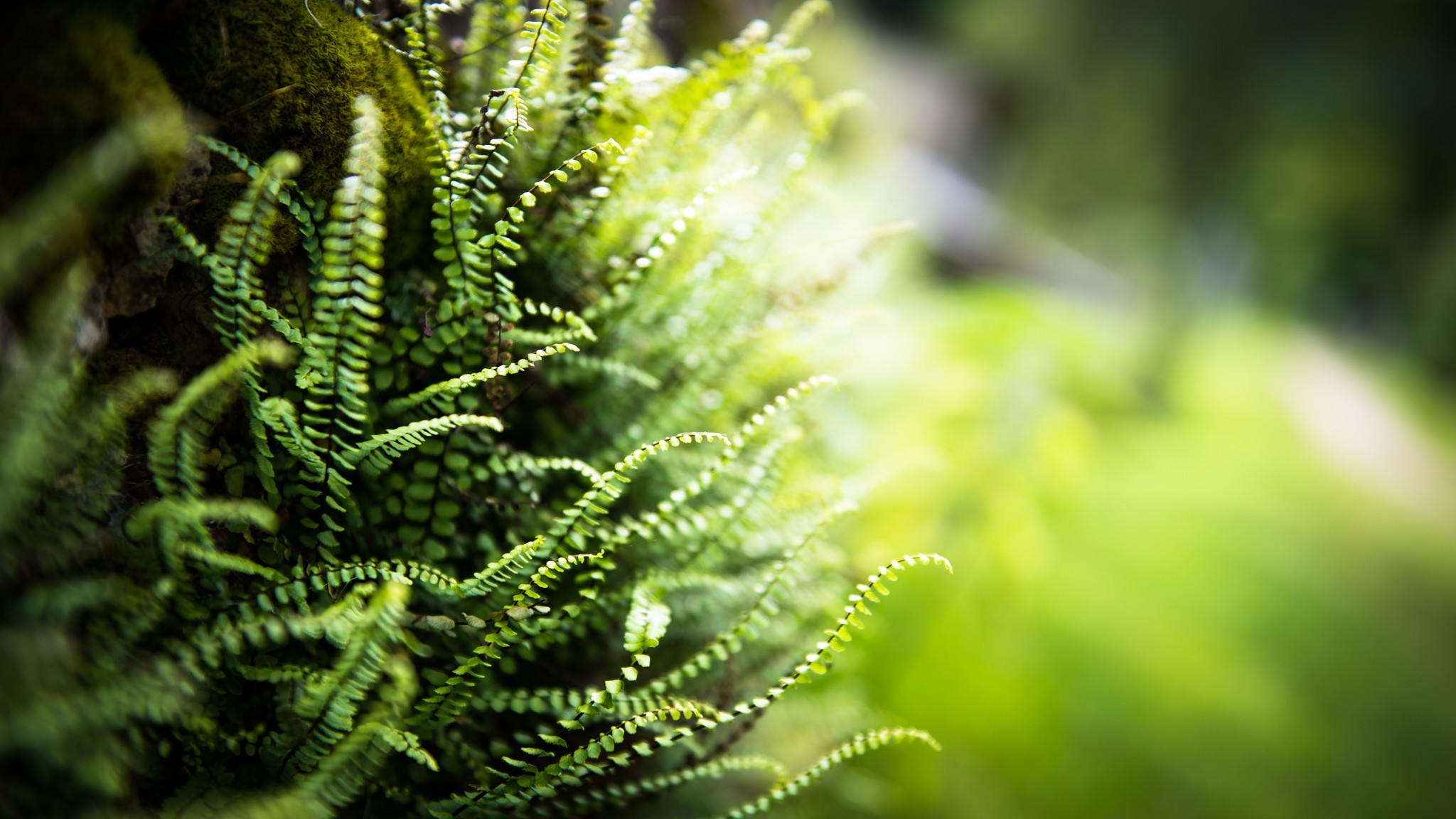 General 2048x1152 nature ferns blurred depth of field plants macro