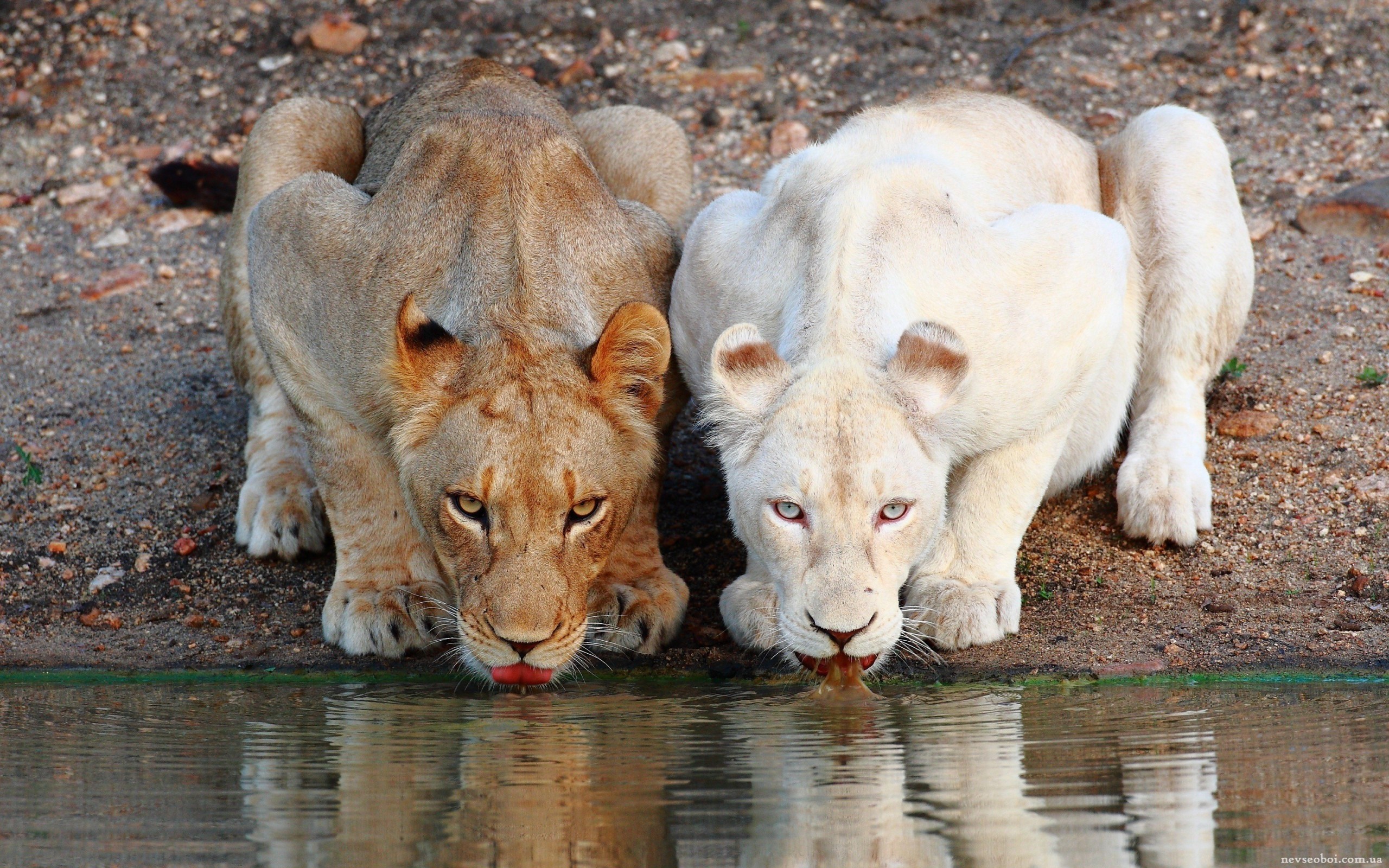 General 2560x1600 nature animals lion albino mammals drinking big cats