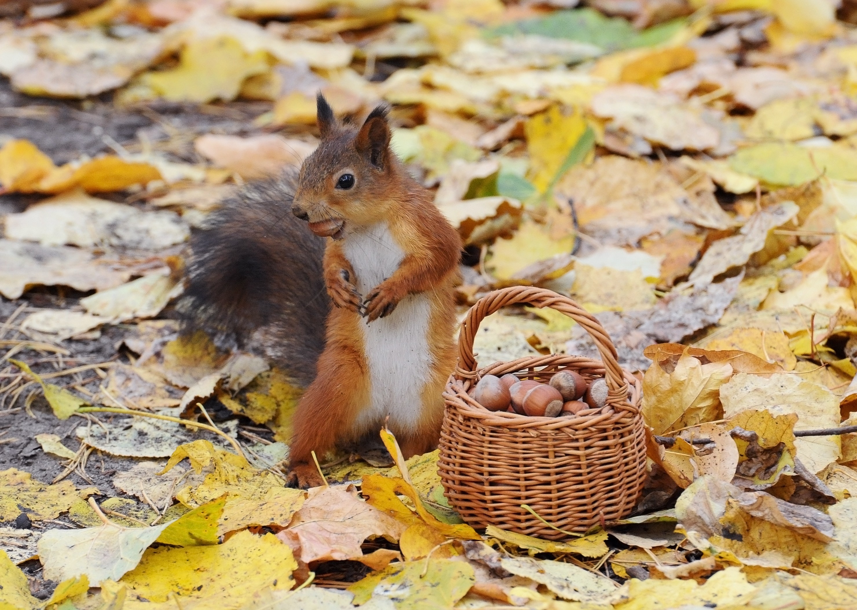 General 2960x2108 animals nature baskets acorns squirrel leaves nuts food fallen leaves mammals closeup